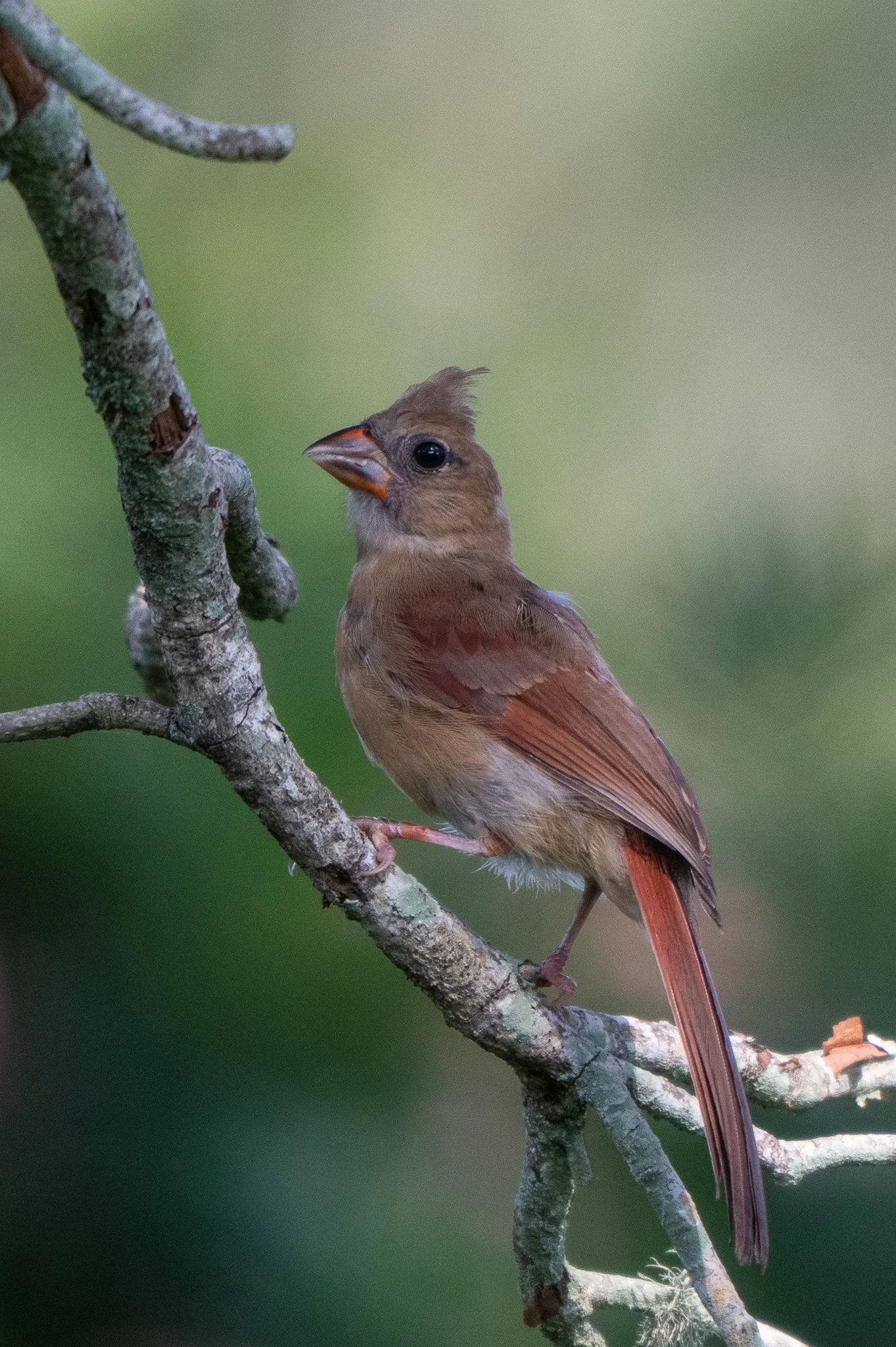 Juvenile northern cardinal