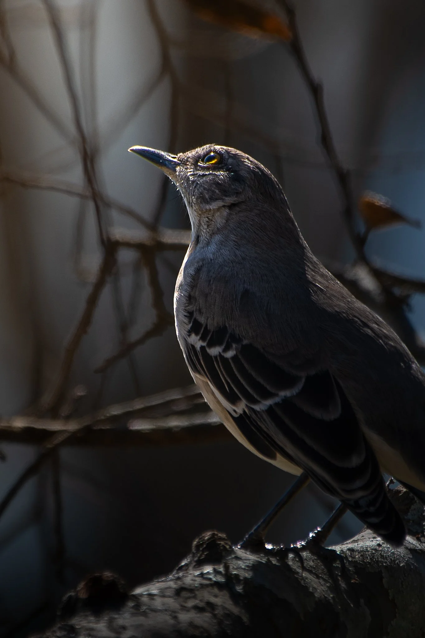backyard friends 2-14-26-114-2mb.jpg