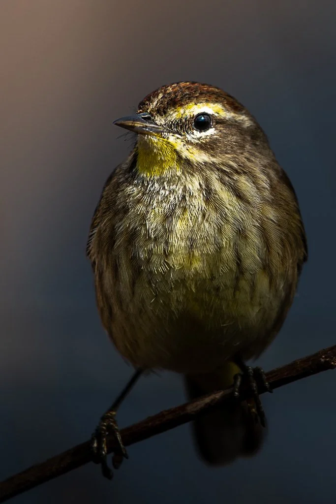 Palm Warbler - 027