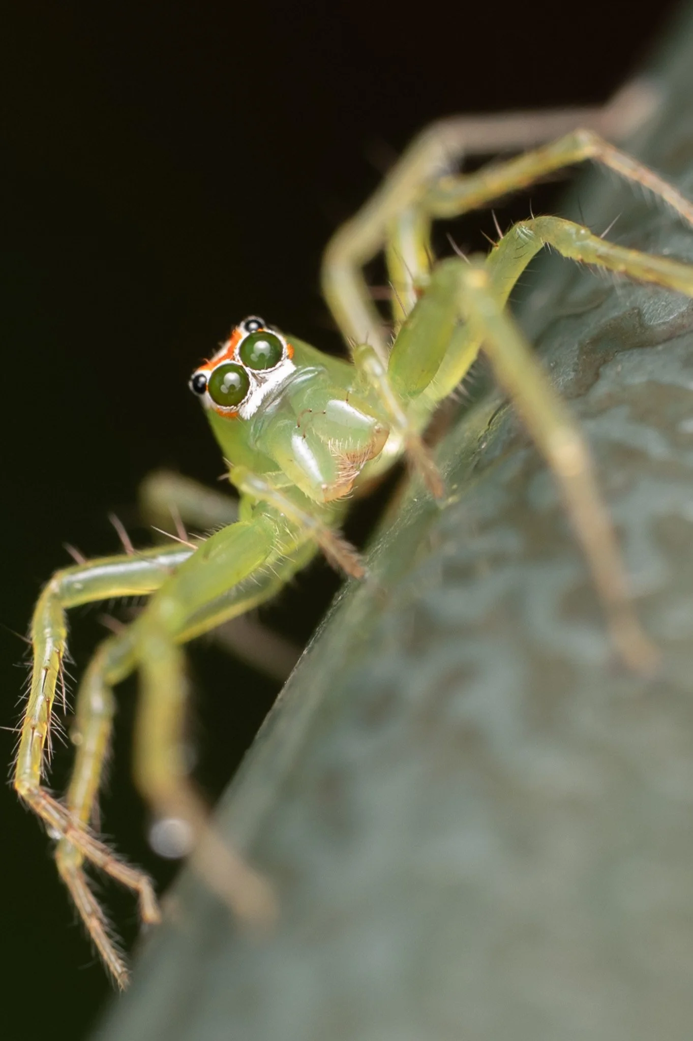 Magnolia jumping spider