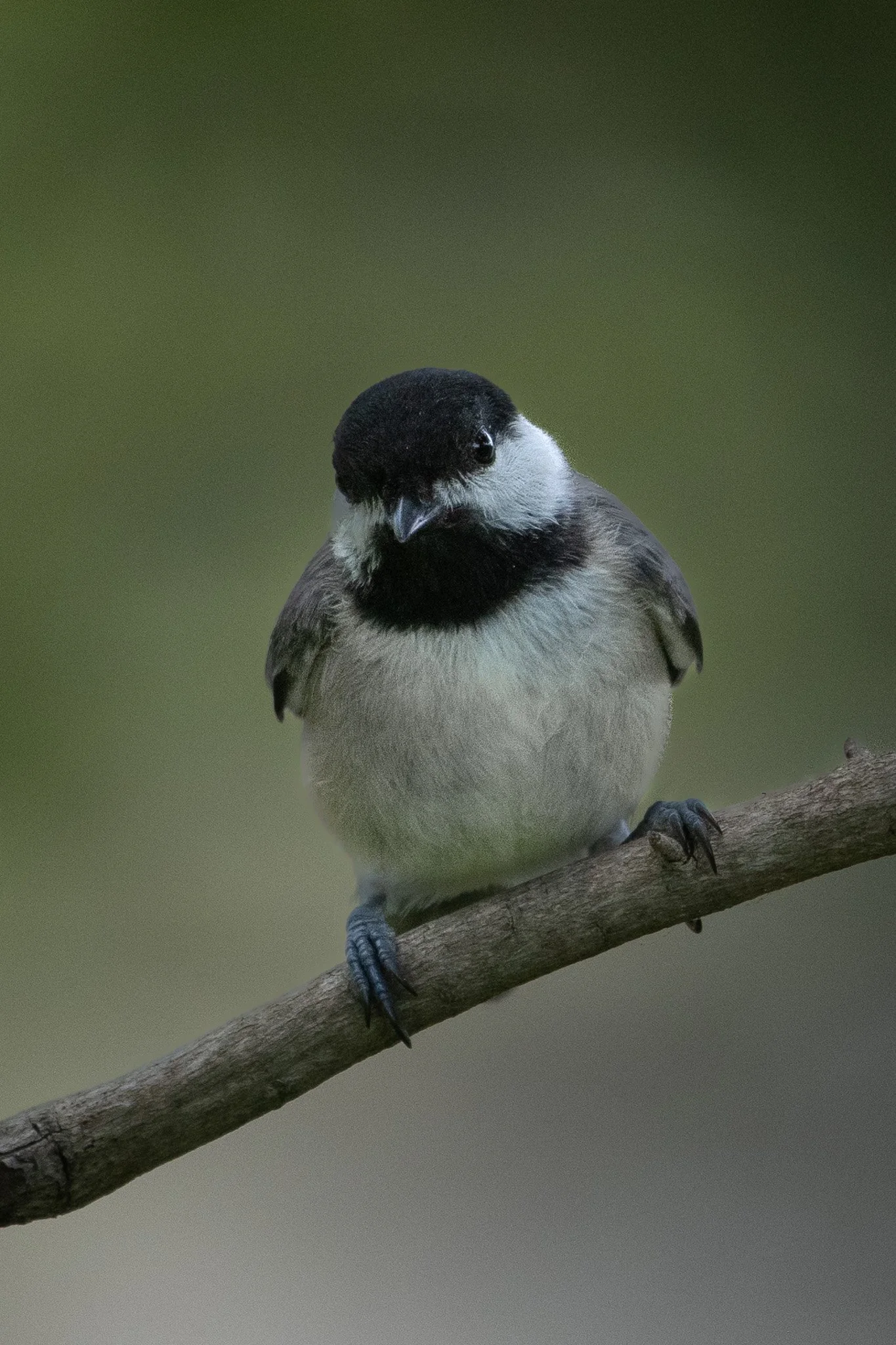 Carolina chicadee