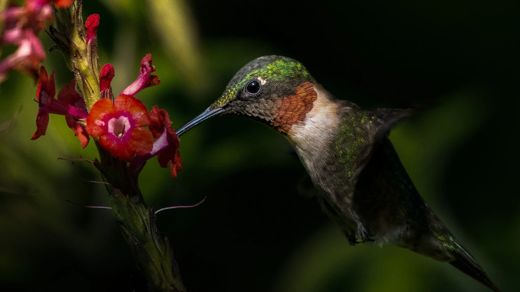 Ruby-throated hummingbird