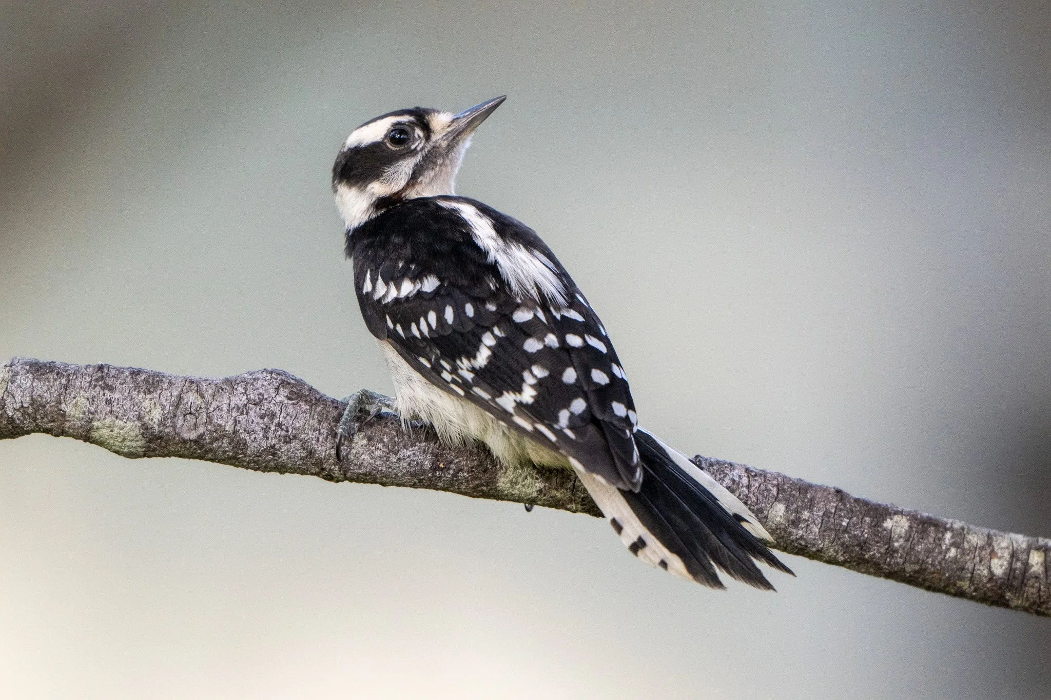 Female downy woodpecker