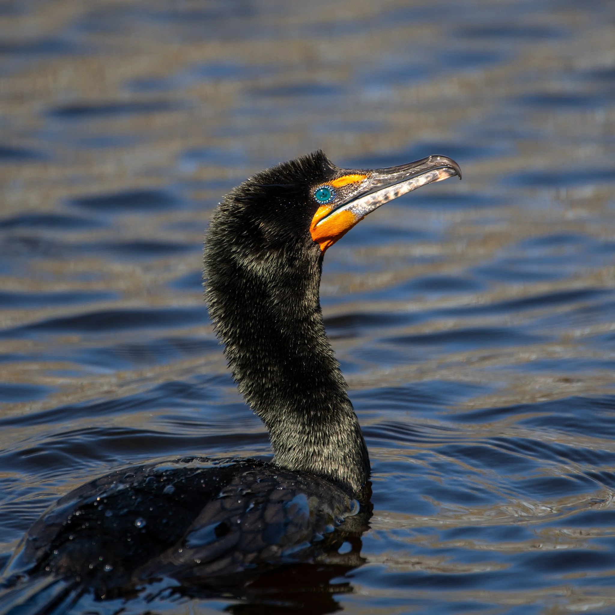 Cormorant
