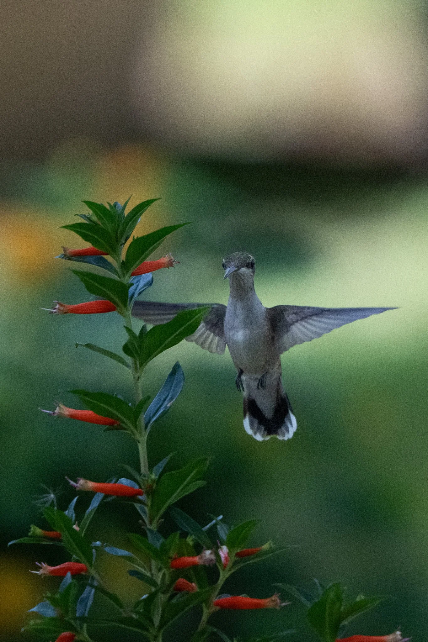 Ruby-throated hummingbird