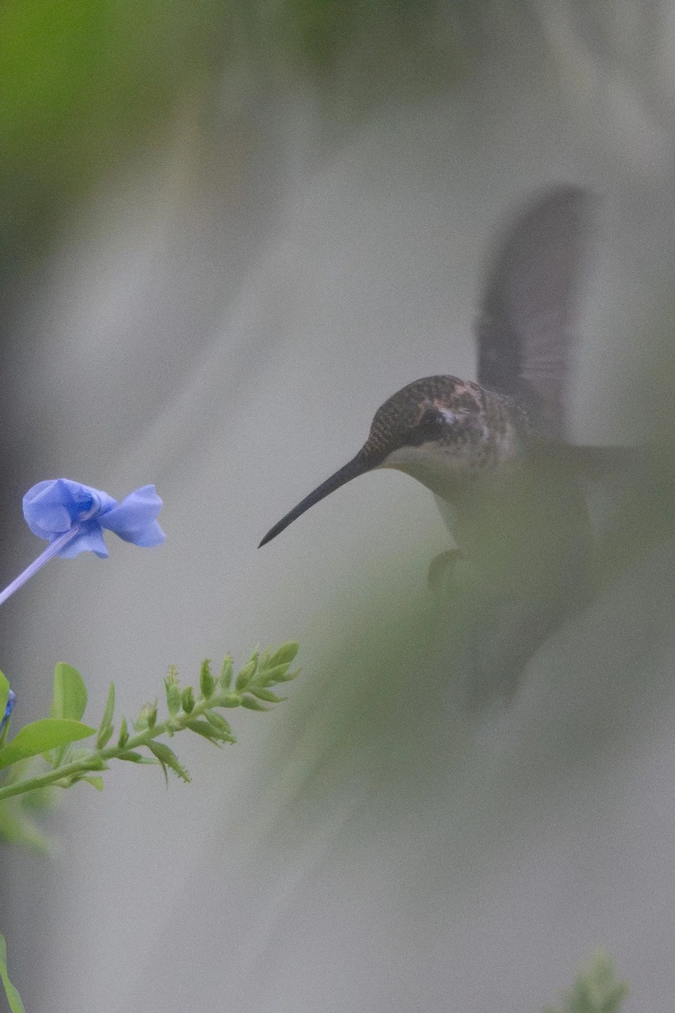 Ruby-throated hummingbird