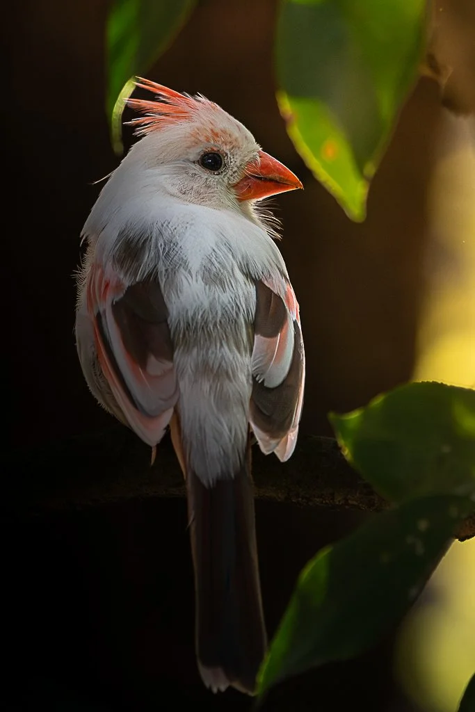 Female Leucistic Cardinal - 029