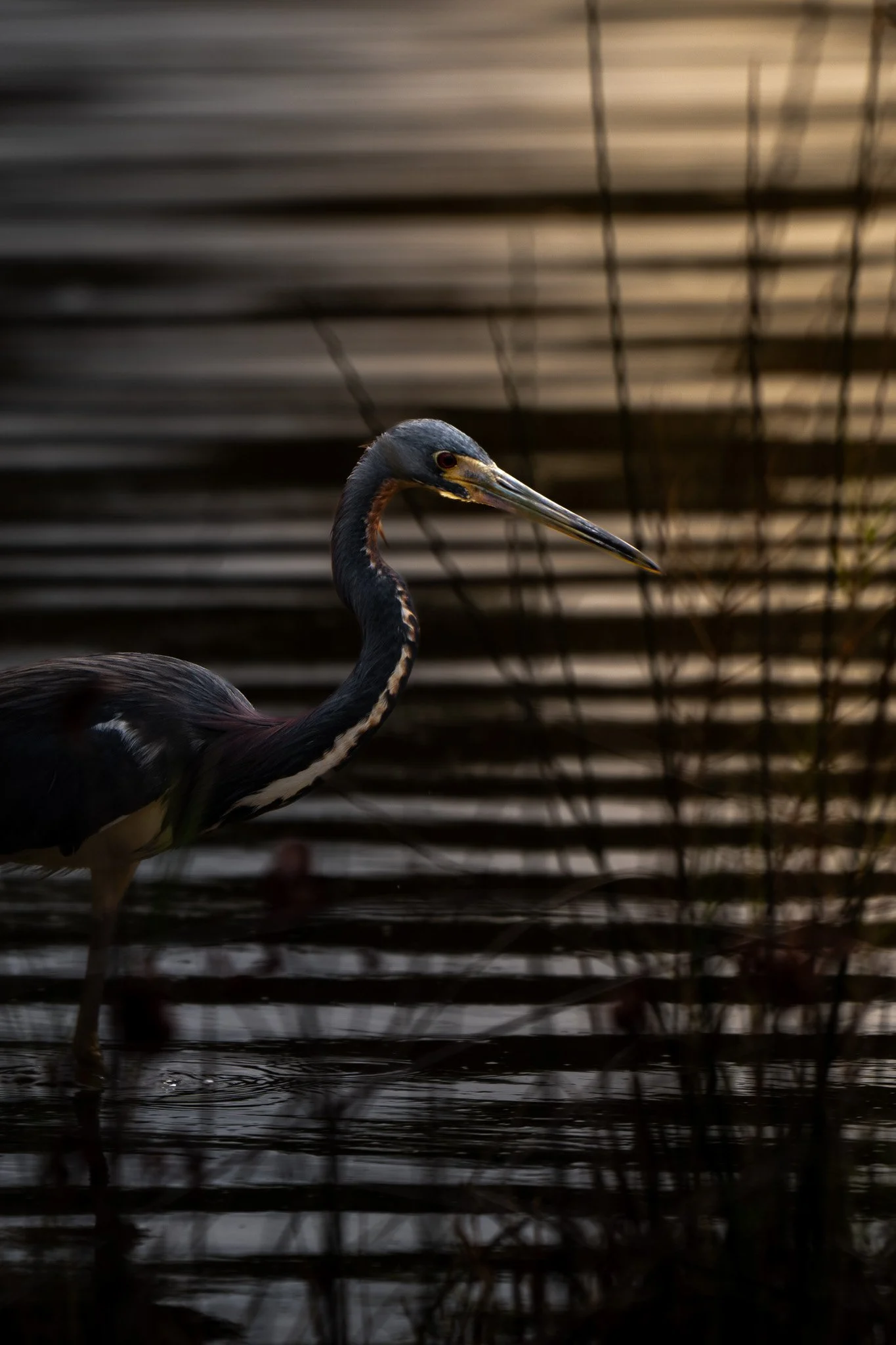 Tri-colored heron