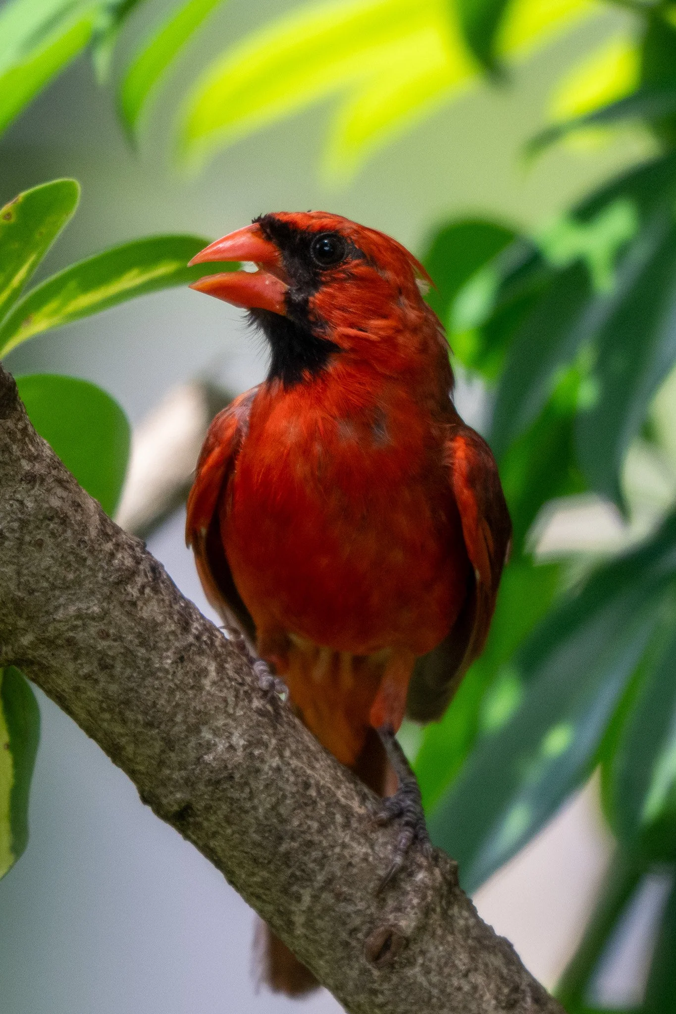 Northern cardinal