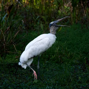 Wood Stork