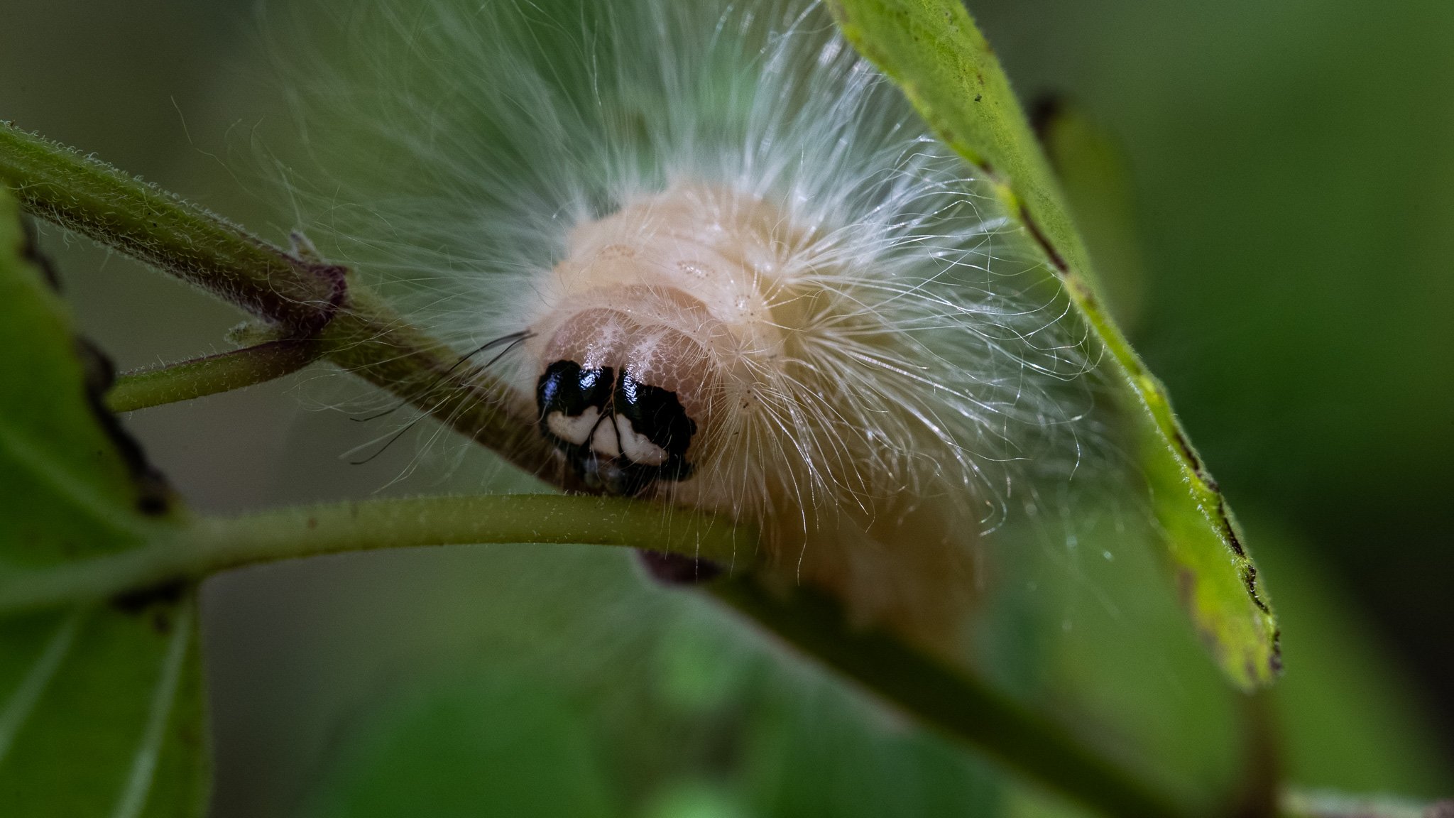 Laugher moth caterpillar