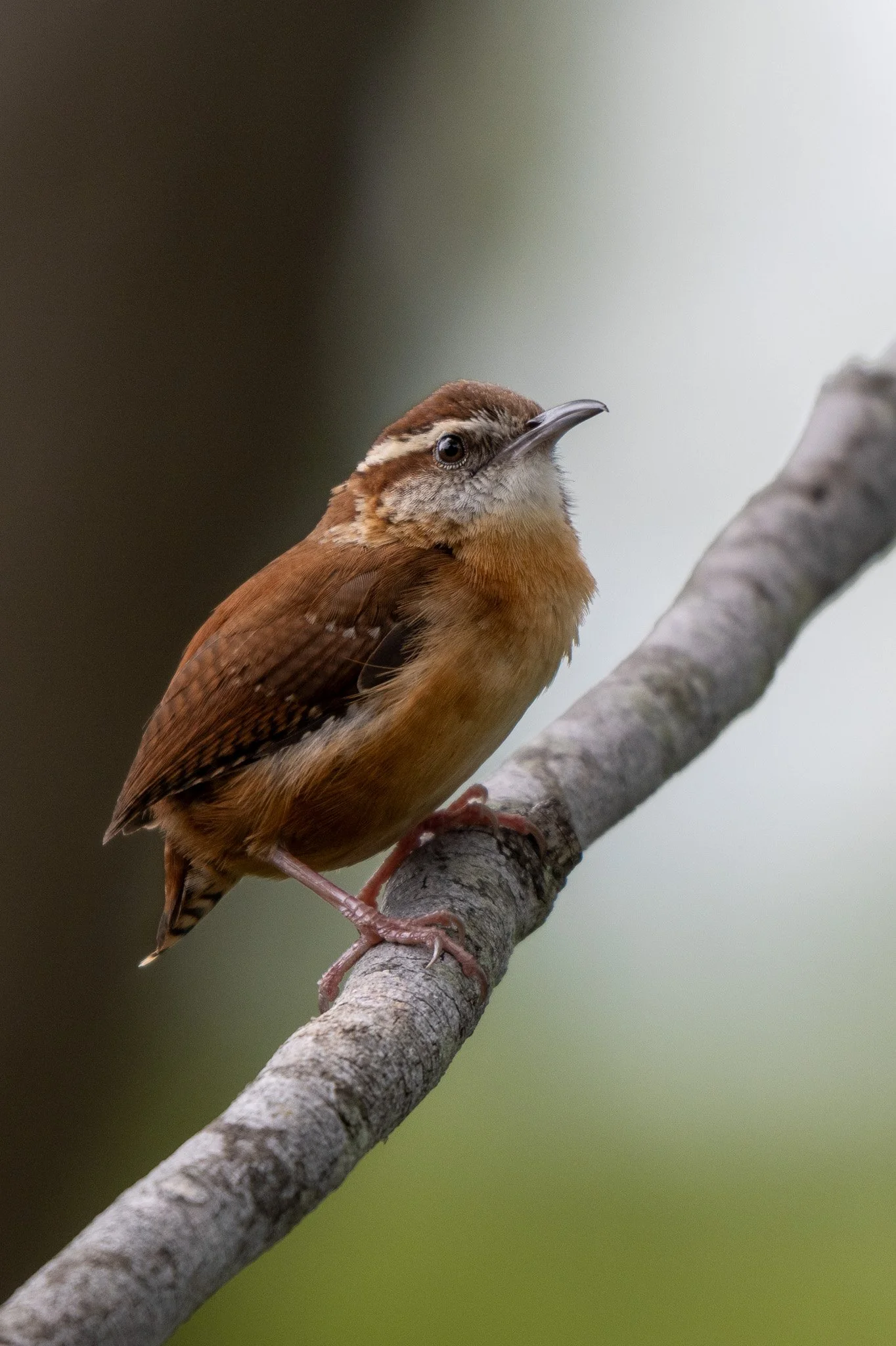 Carolina wren
