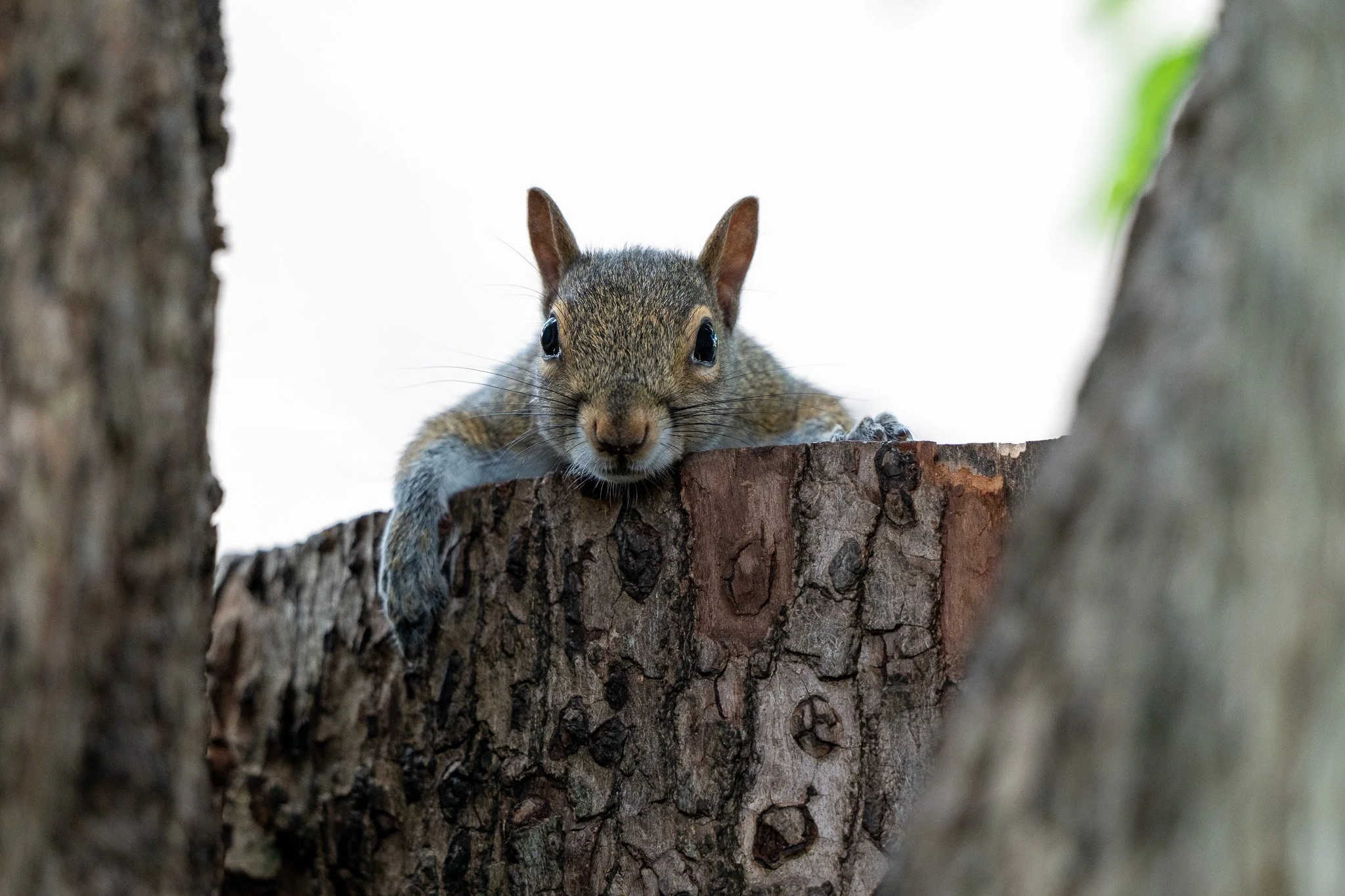 Gray squirrel