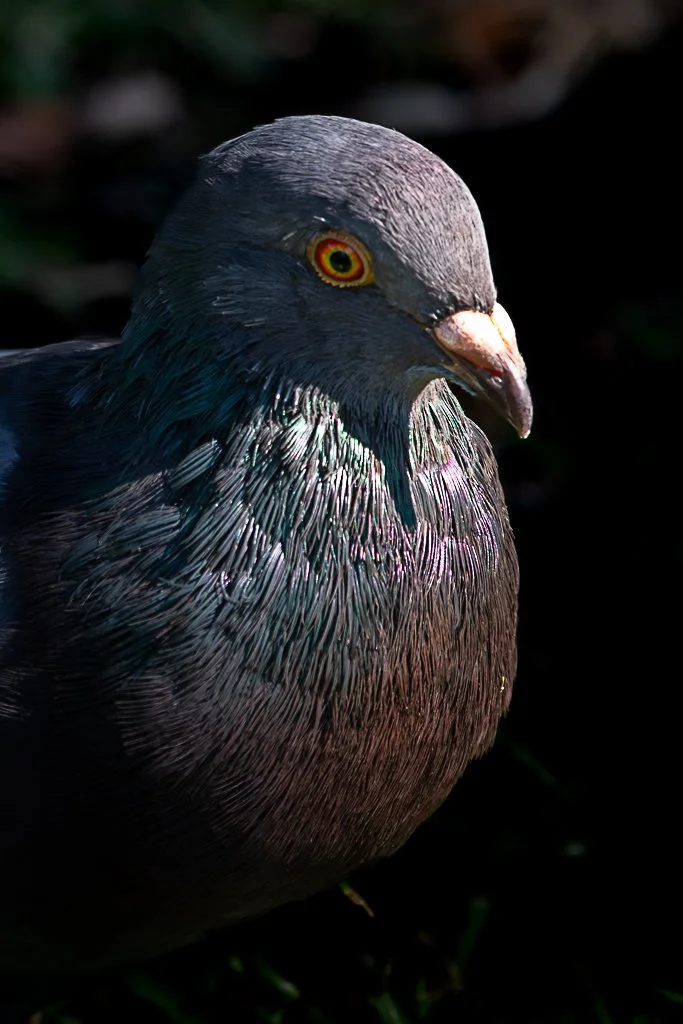 Rock Dove - 022