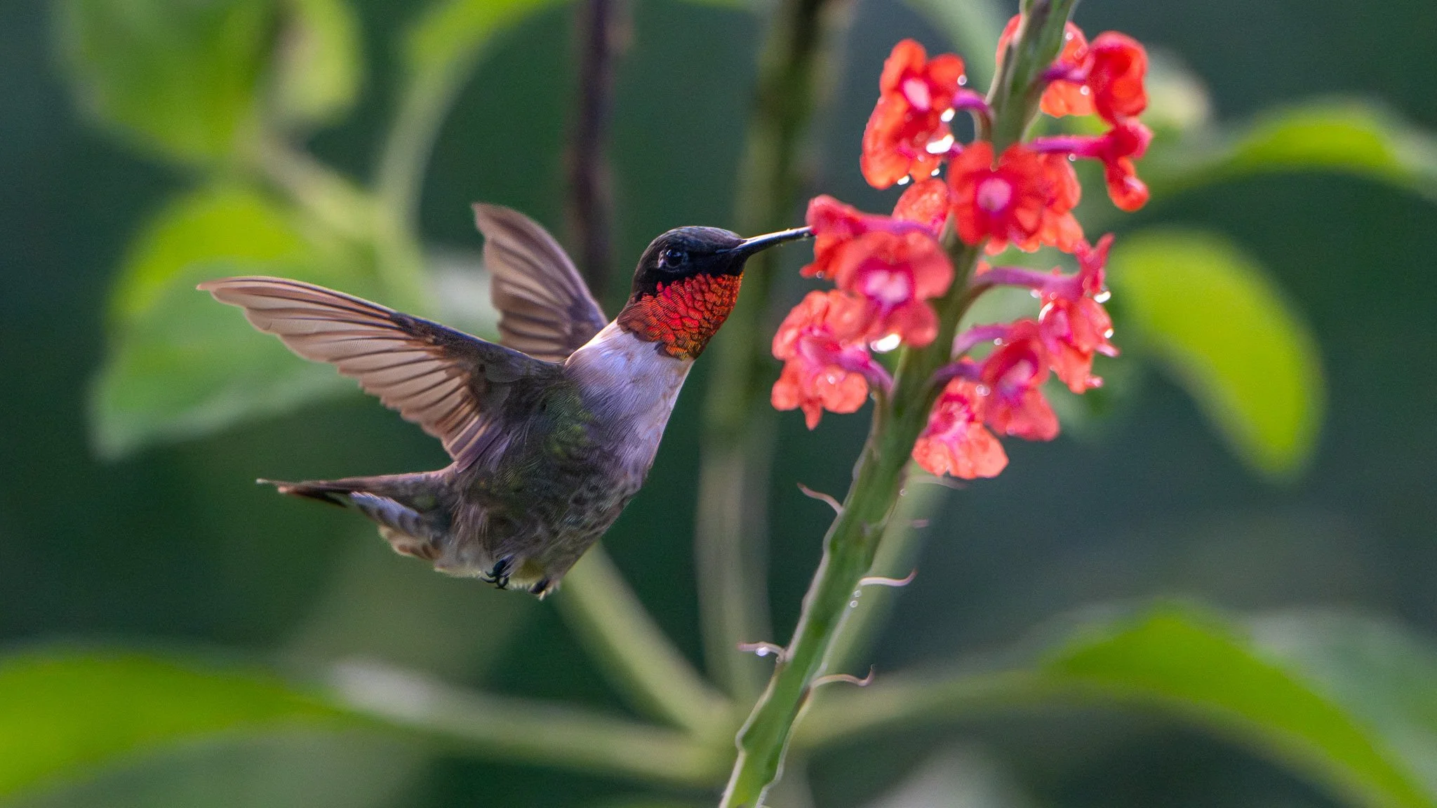 Ruby-throated hummingbird