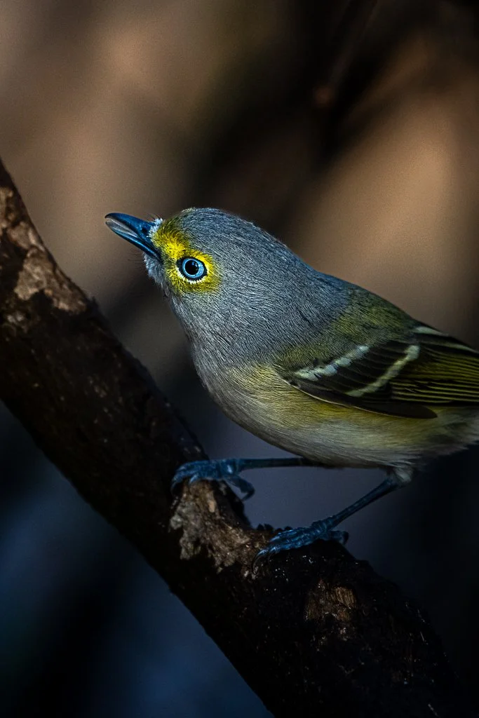 White-eyed Vireo - 013
