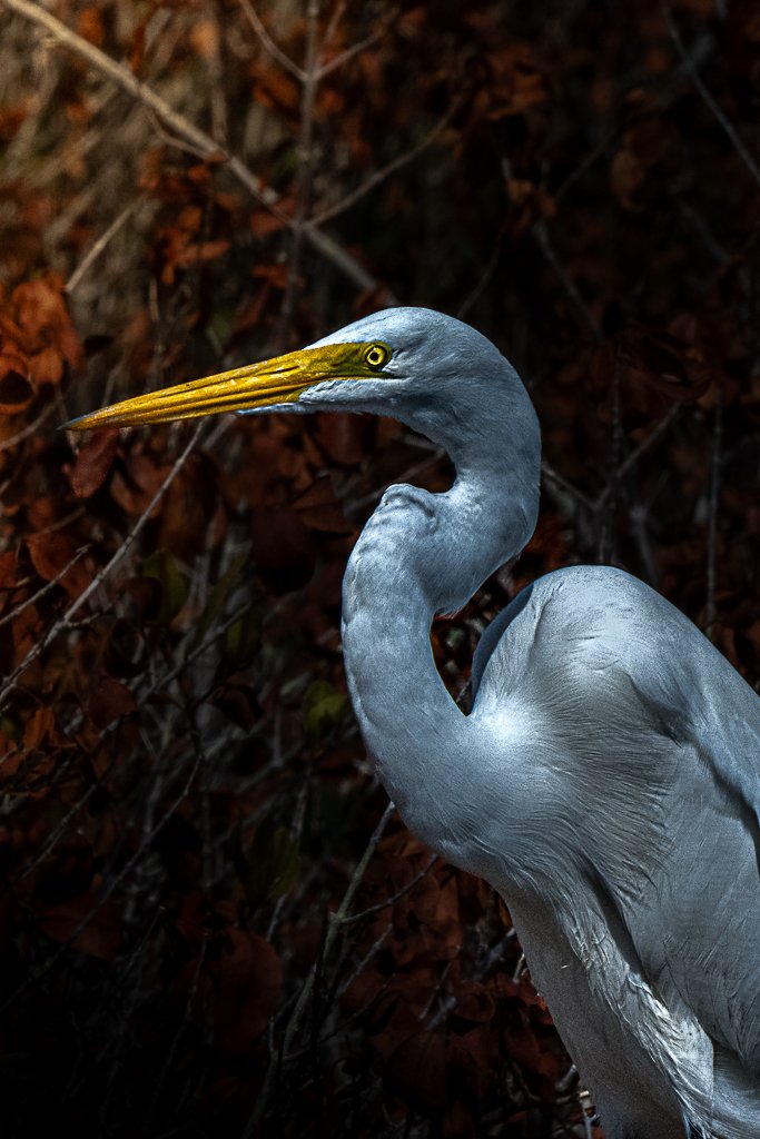 Great Egret - 010