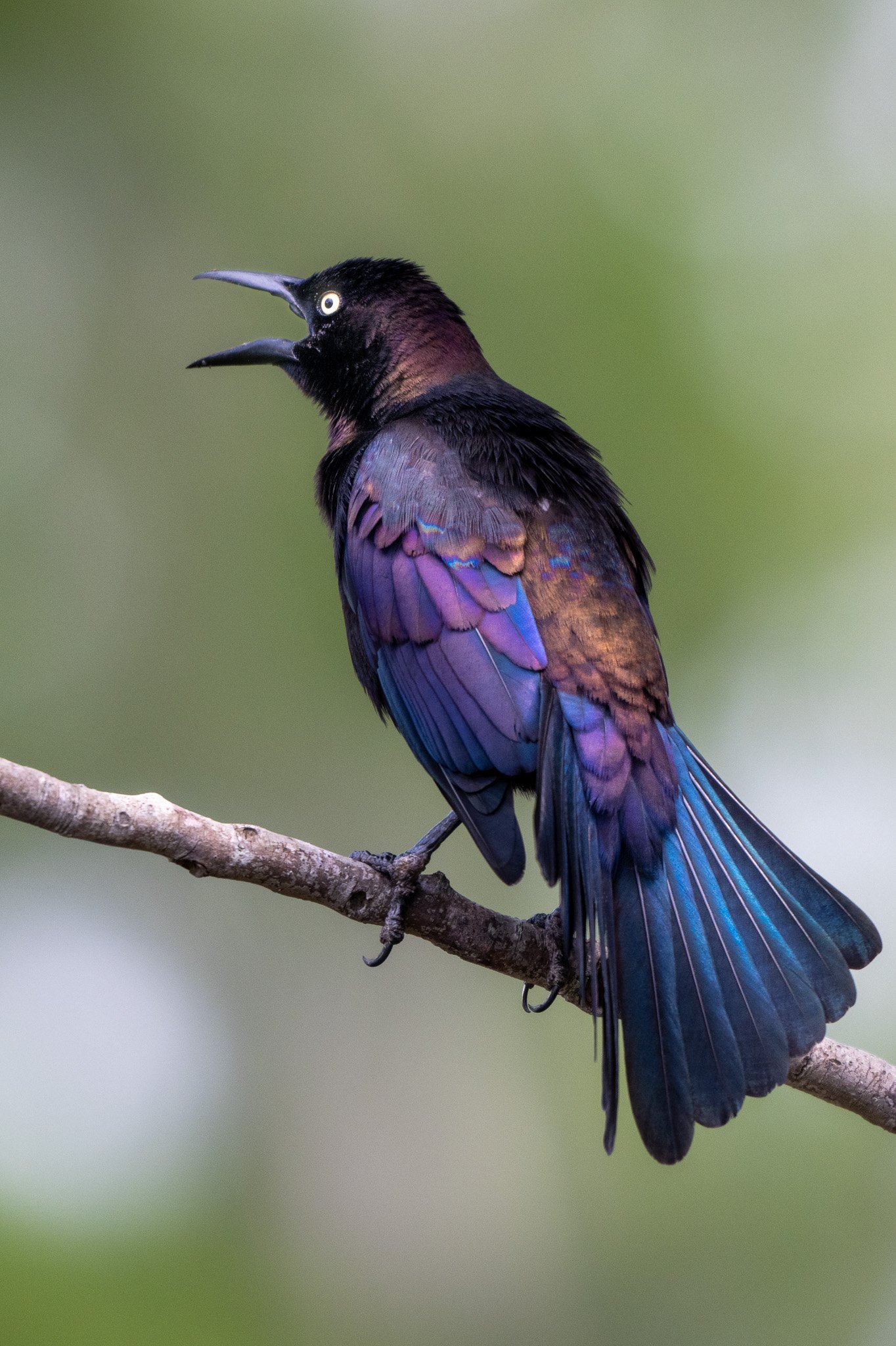 Common grackle