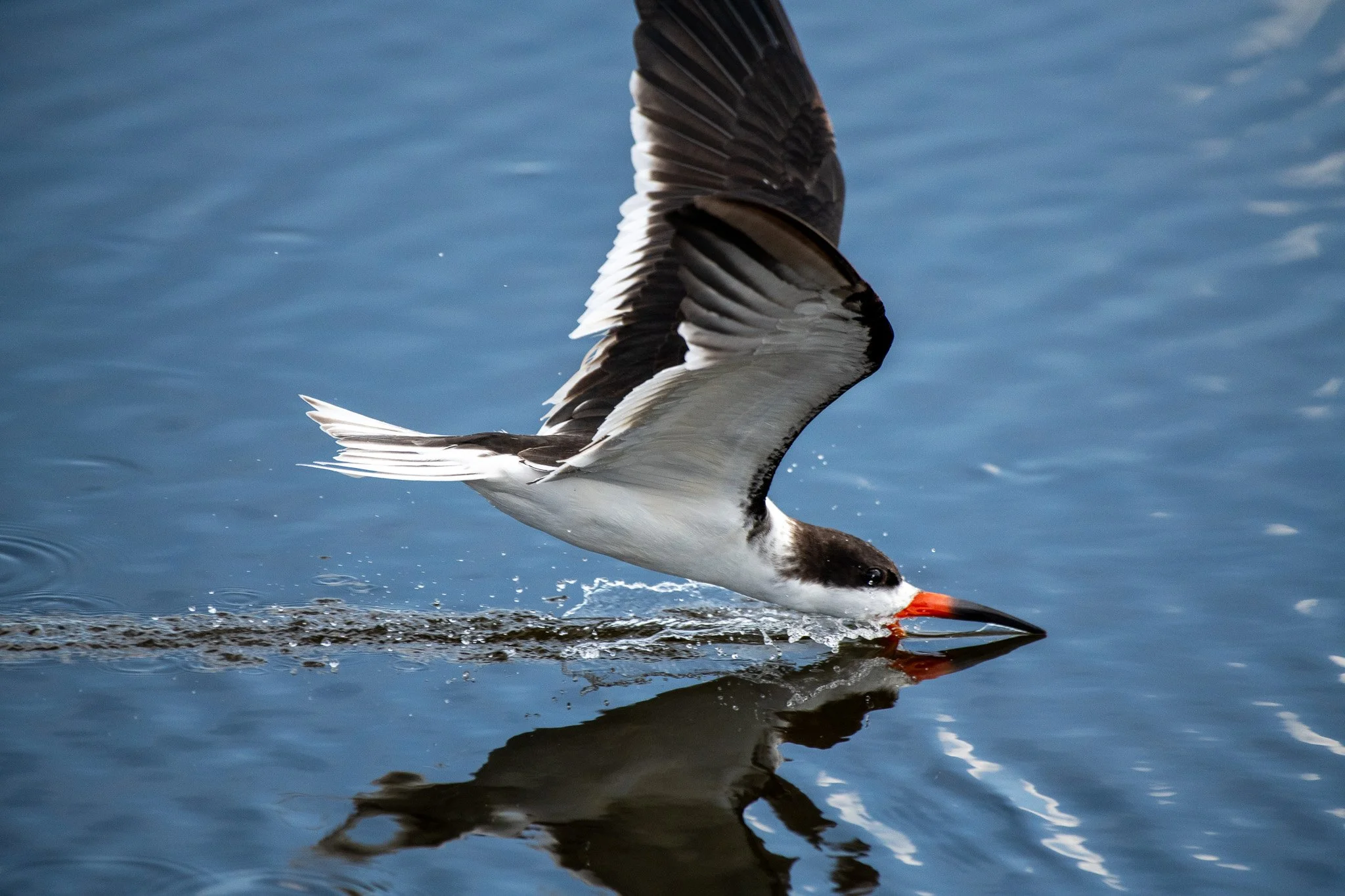 Black skimmer