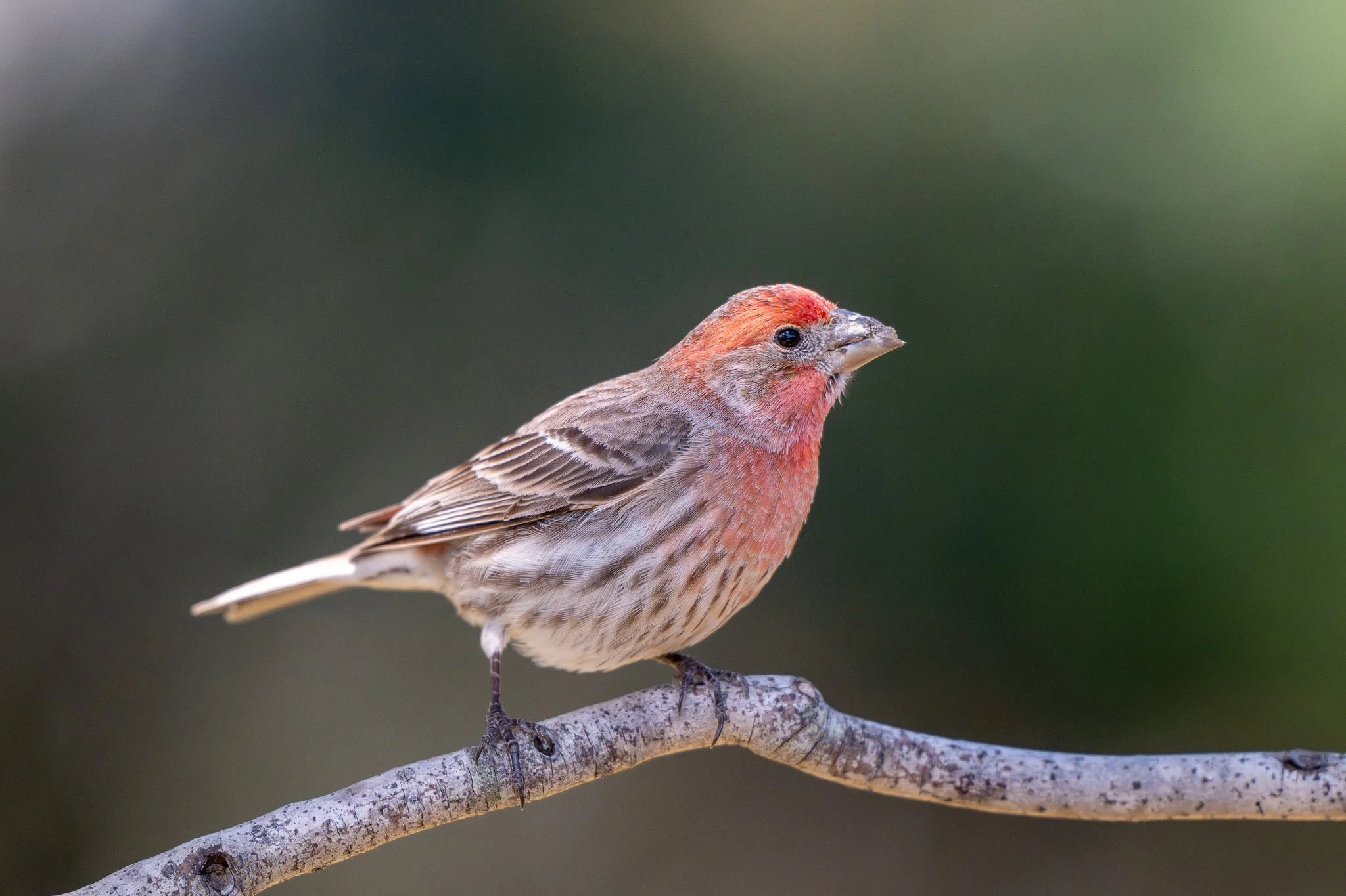 Male house finch