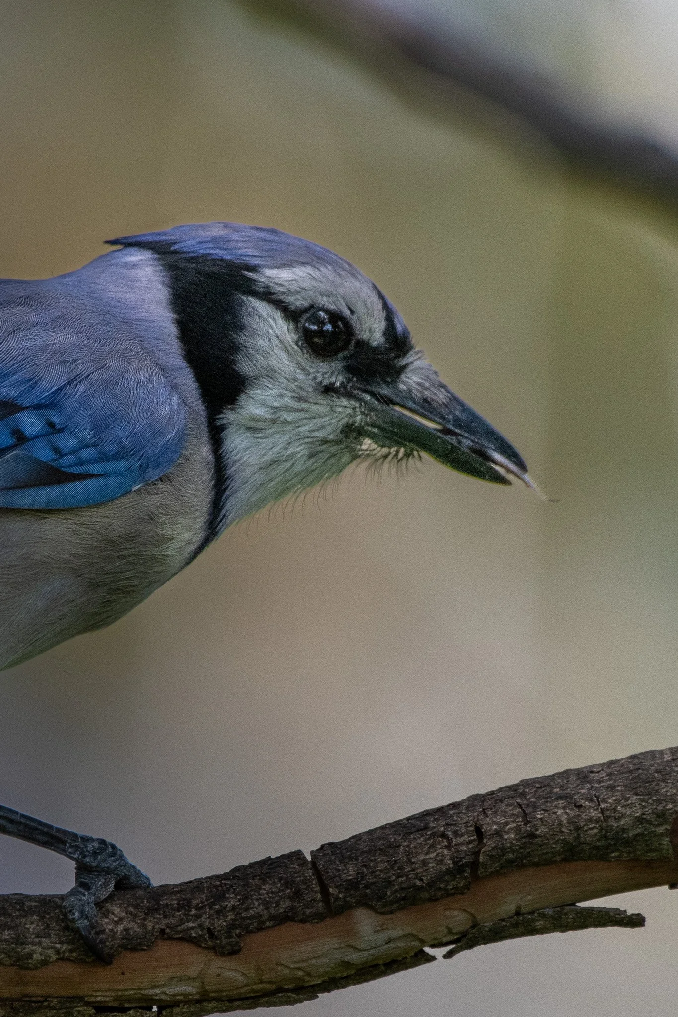 Blue jay