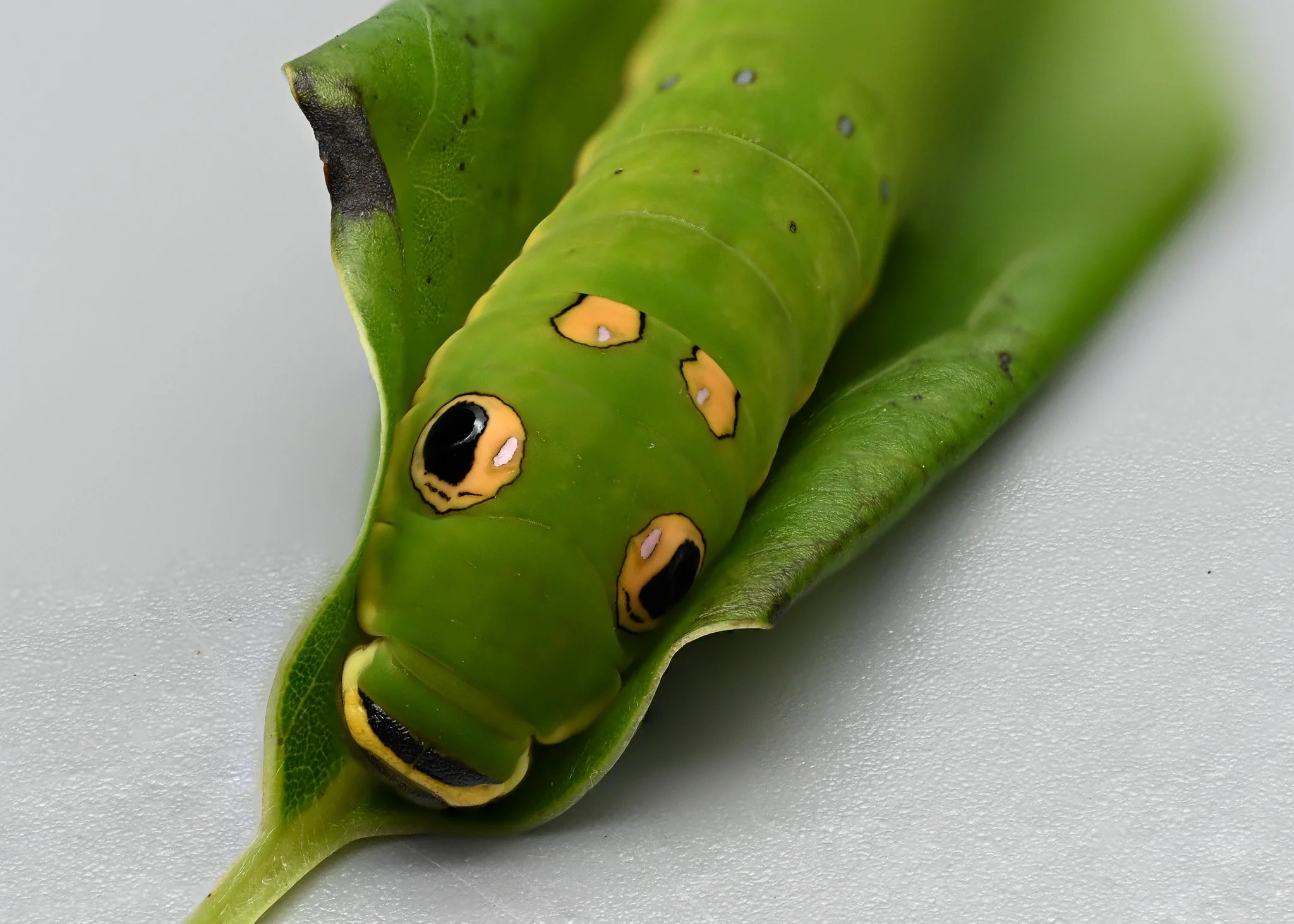 Spicebush swallowtail caterpillar