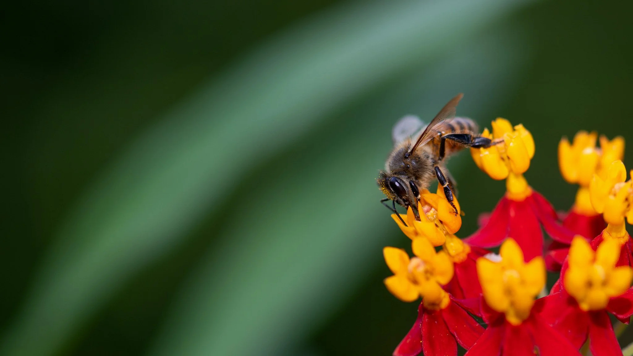 european-honeybee-100.jpg