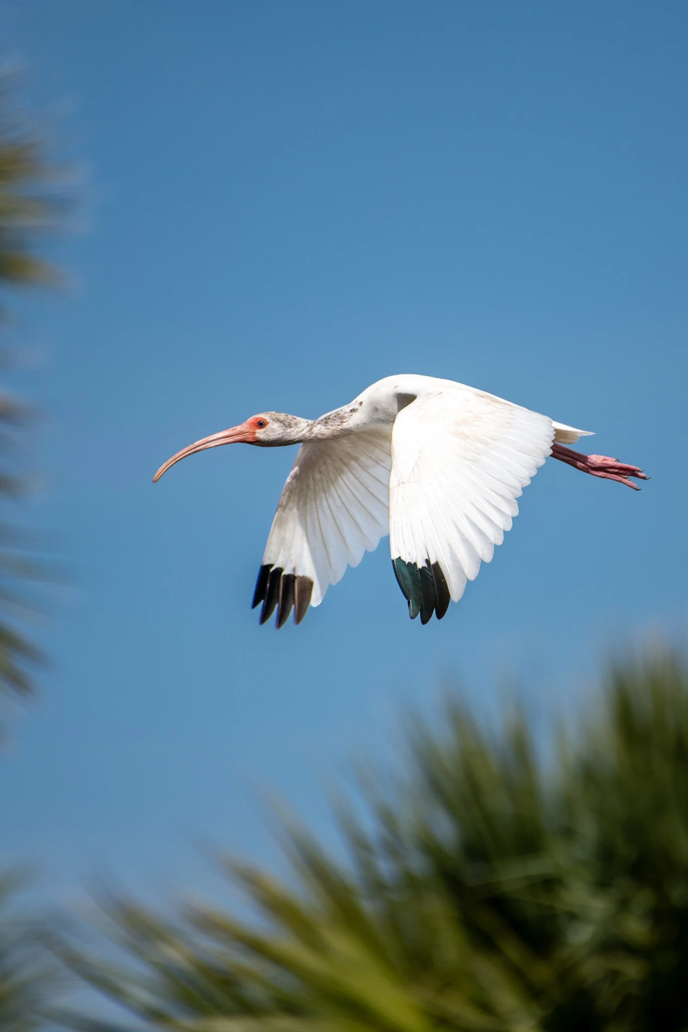 White ibis