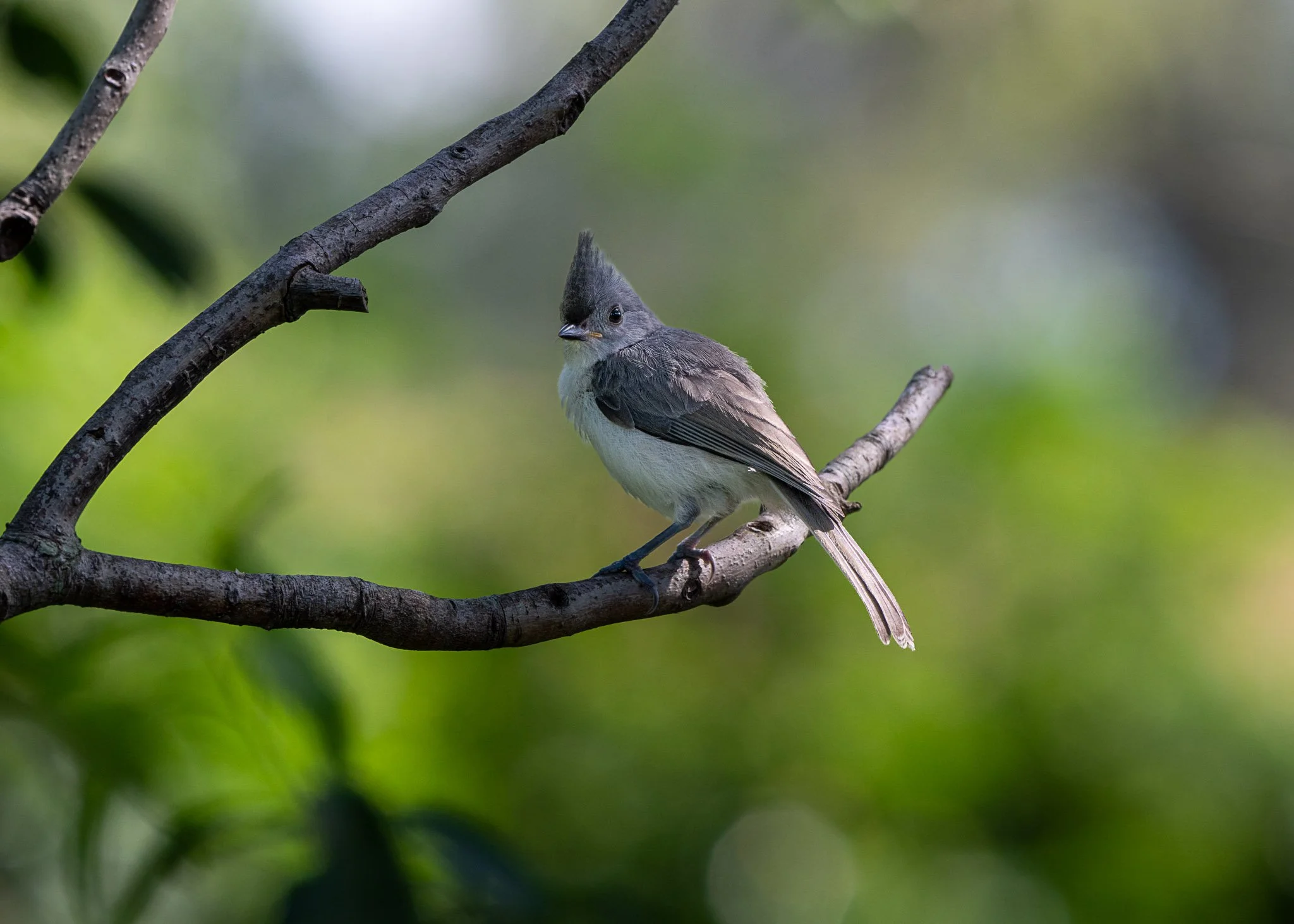 Tufted titmouse