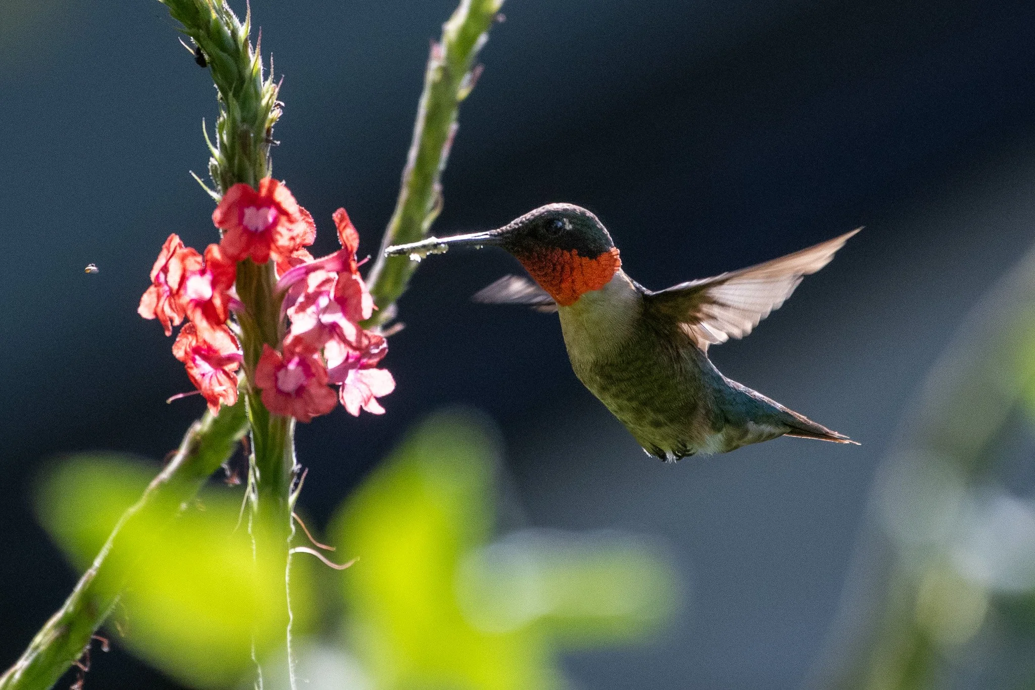 Ruby-throated hummingbird