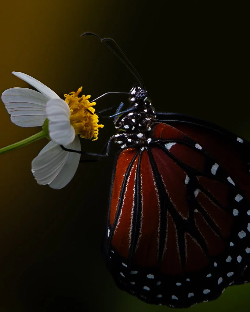 Queen Butterfly - 033