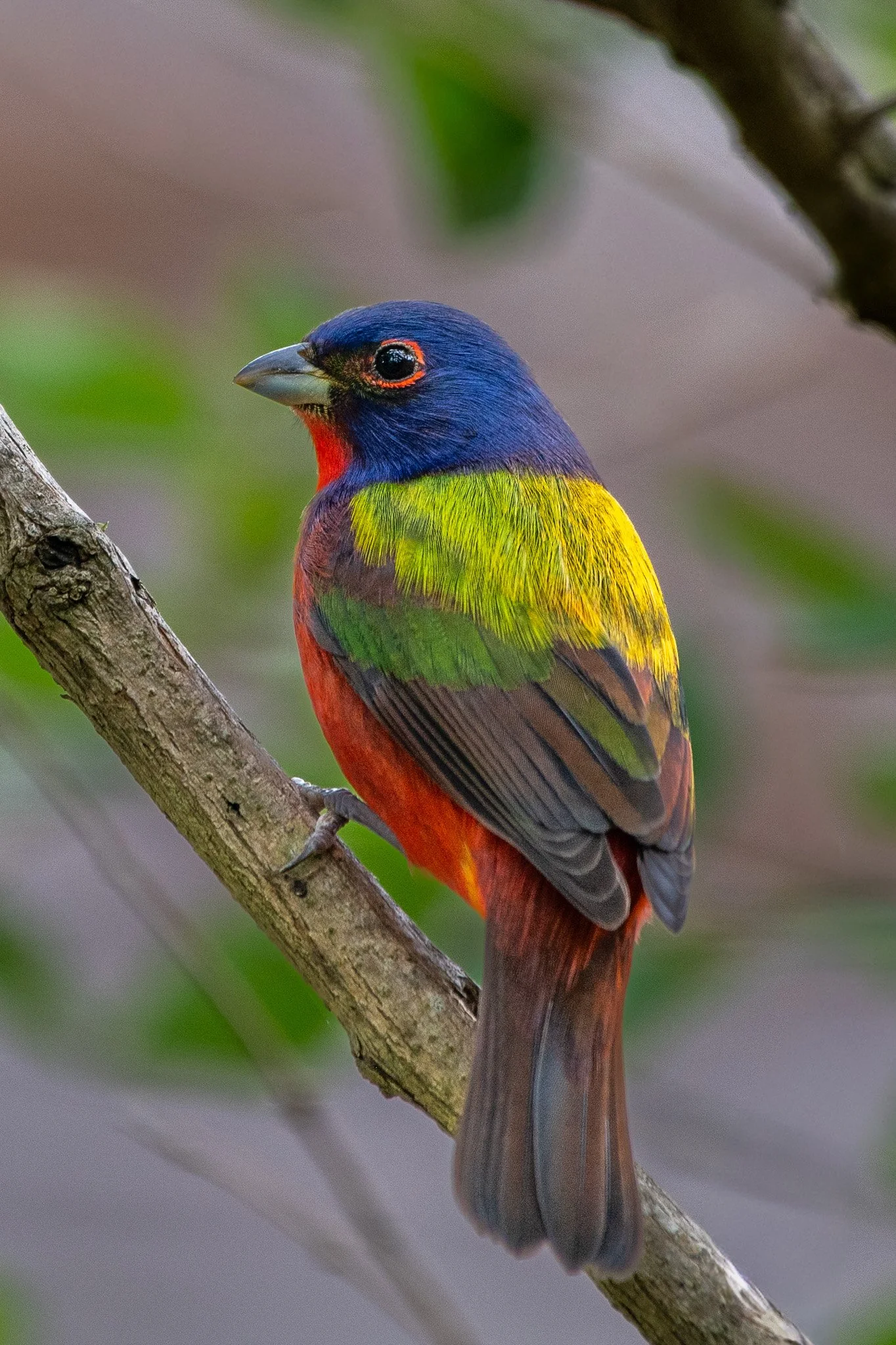 Painted bunting