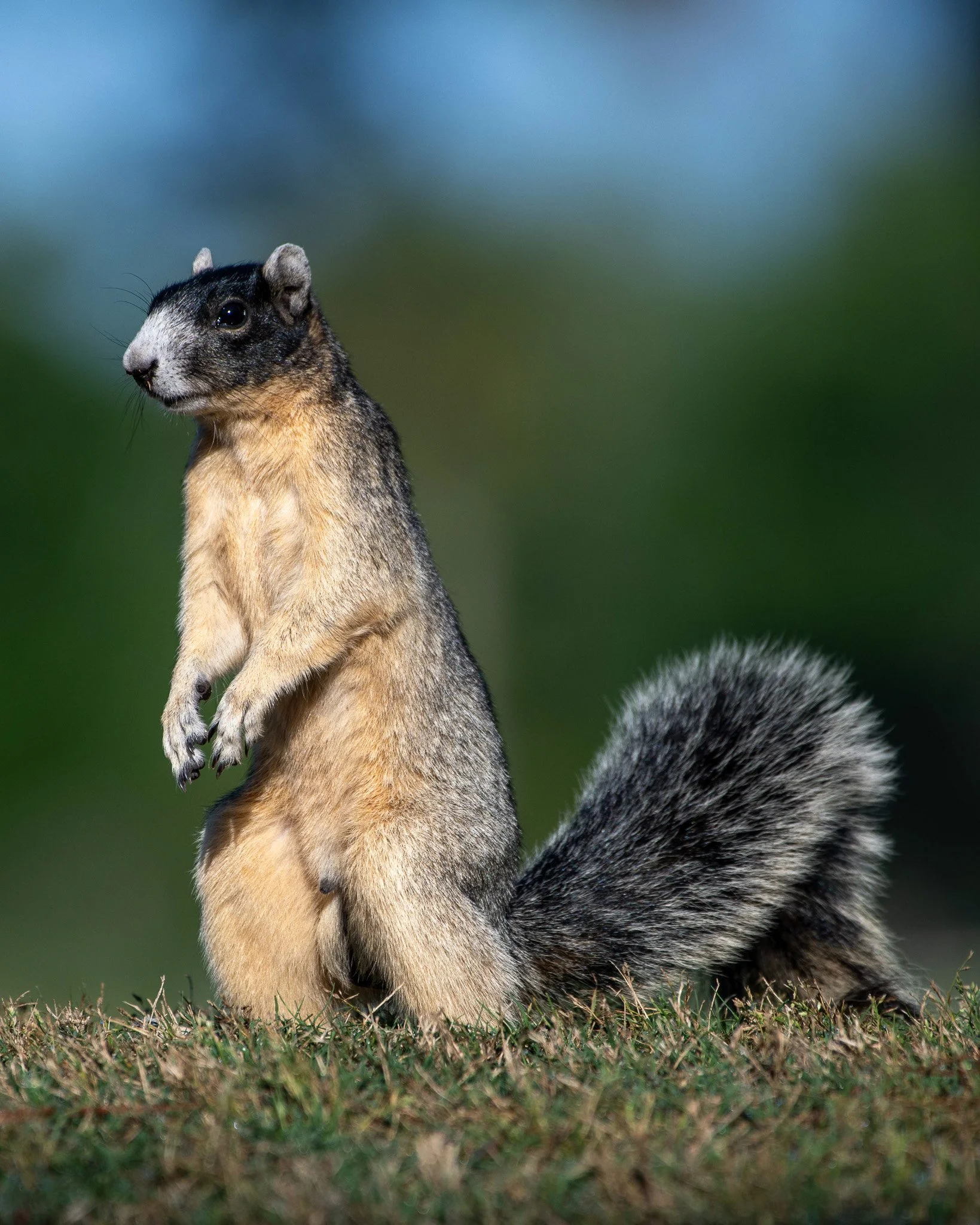Fox squirrel