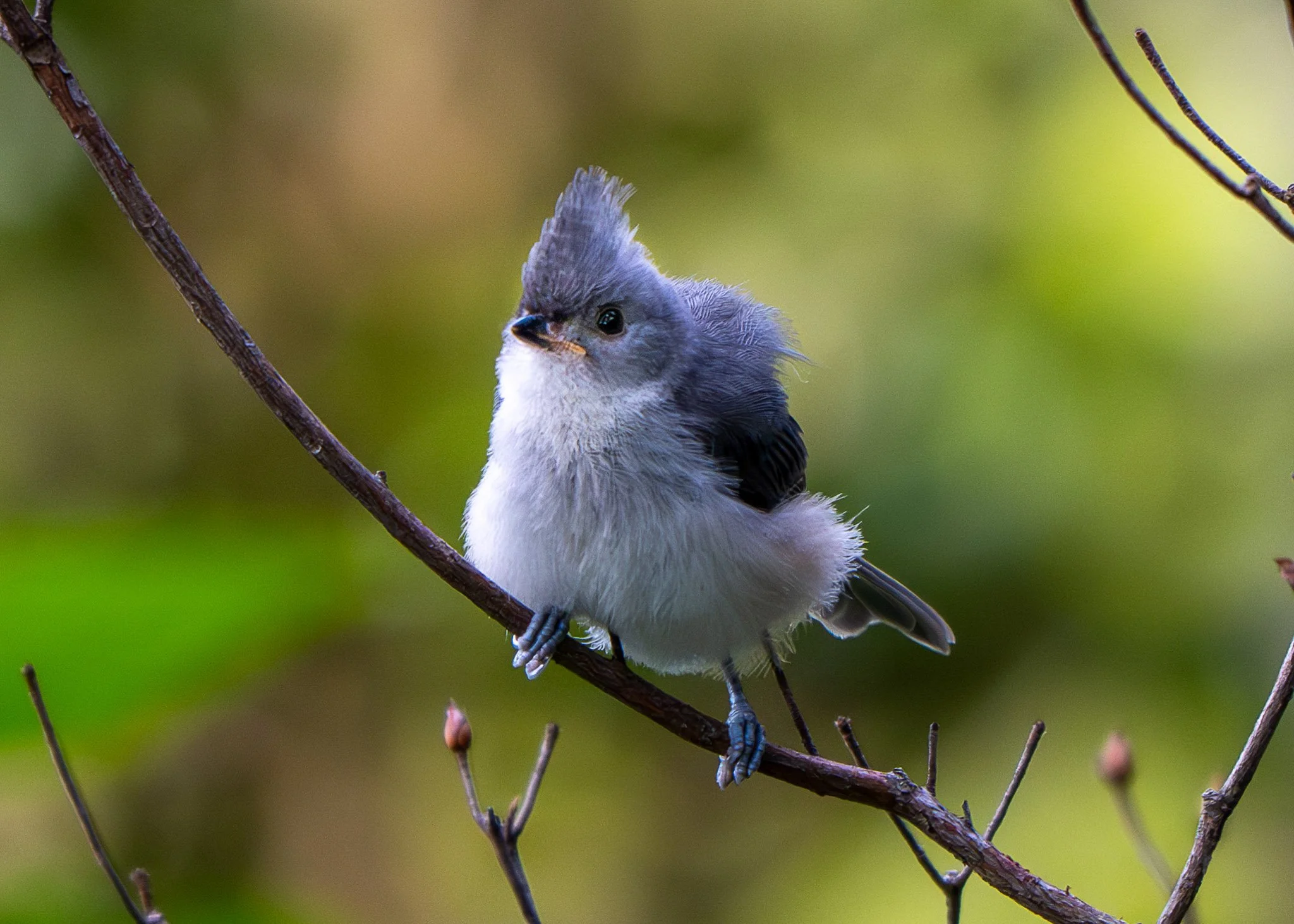Juvenile tufted titmouse
