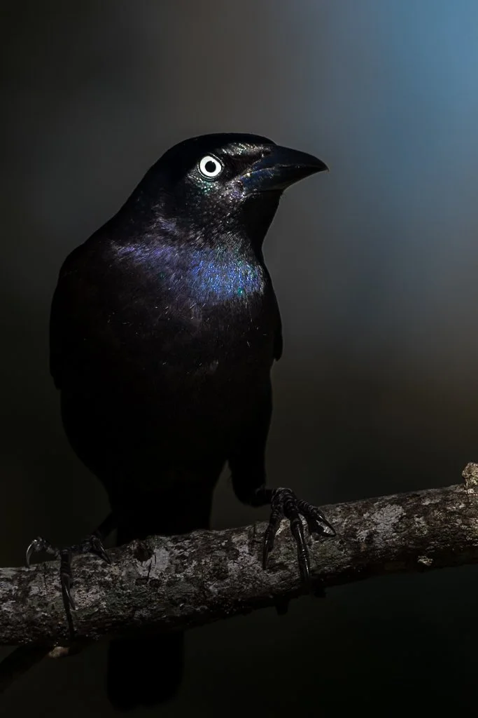 Common Grackle - 015