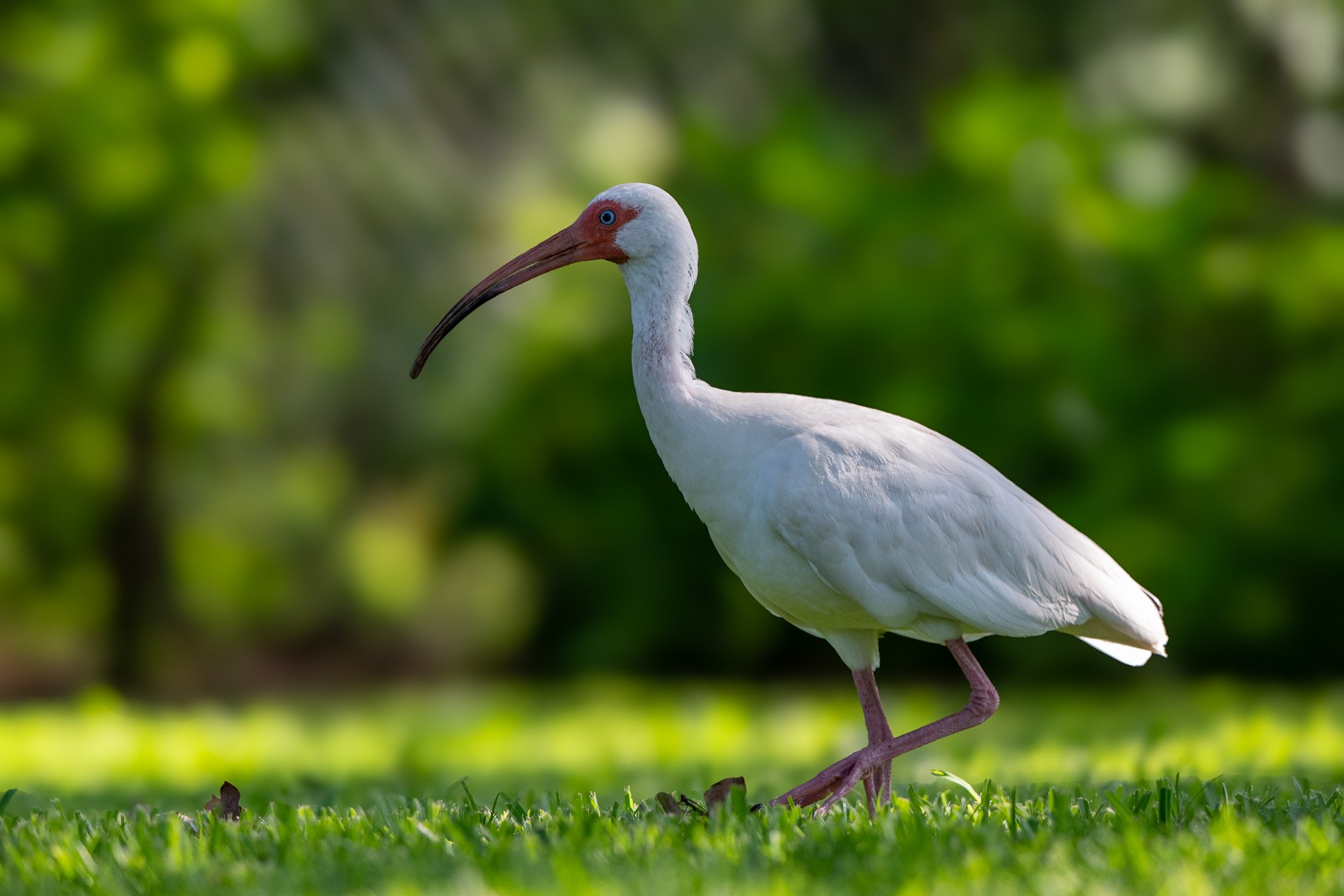 White ibis