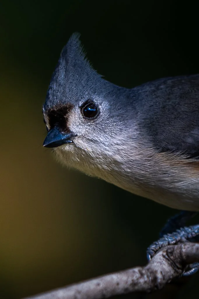 Tufted Titmouse - 036
