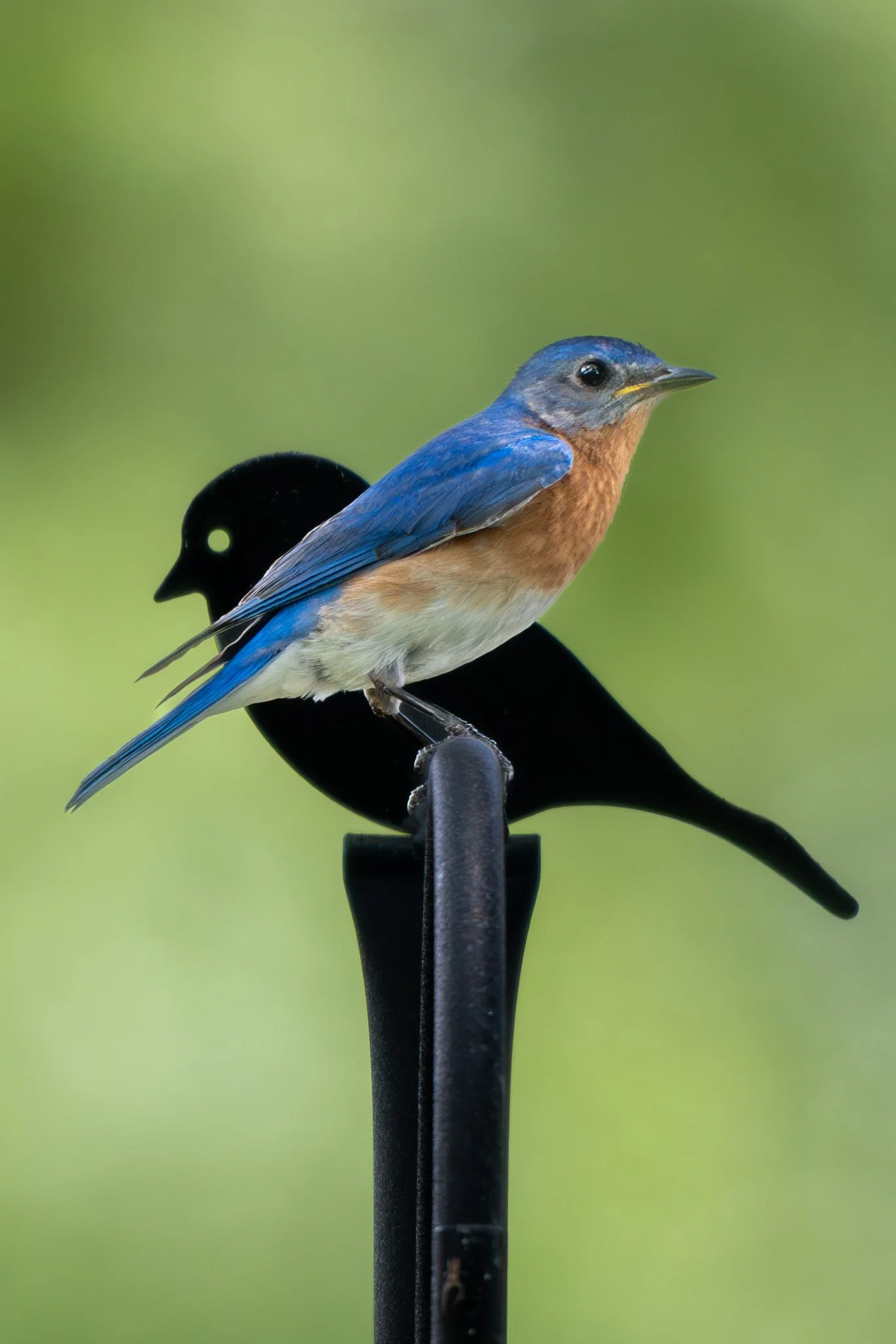 Eastern bluebird and friend