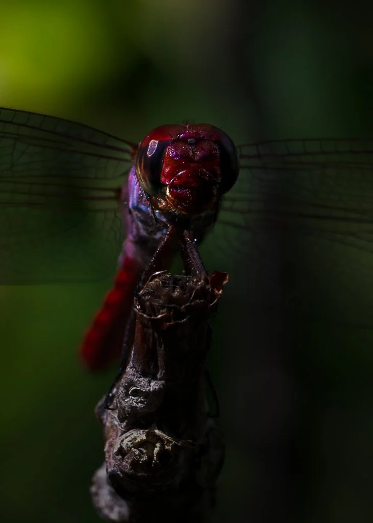 Red Dragonfly - 034