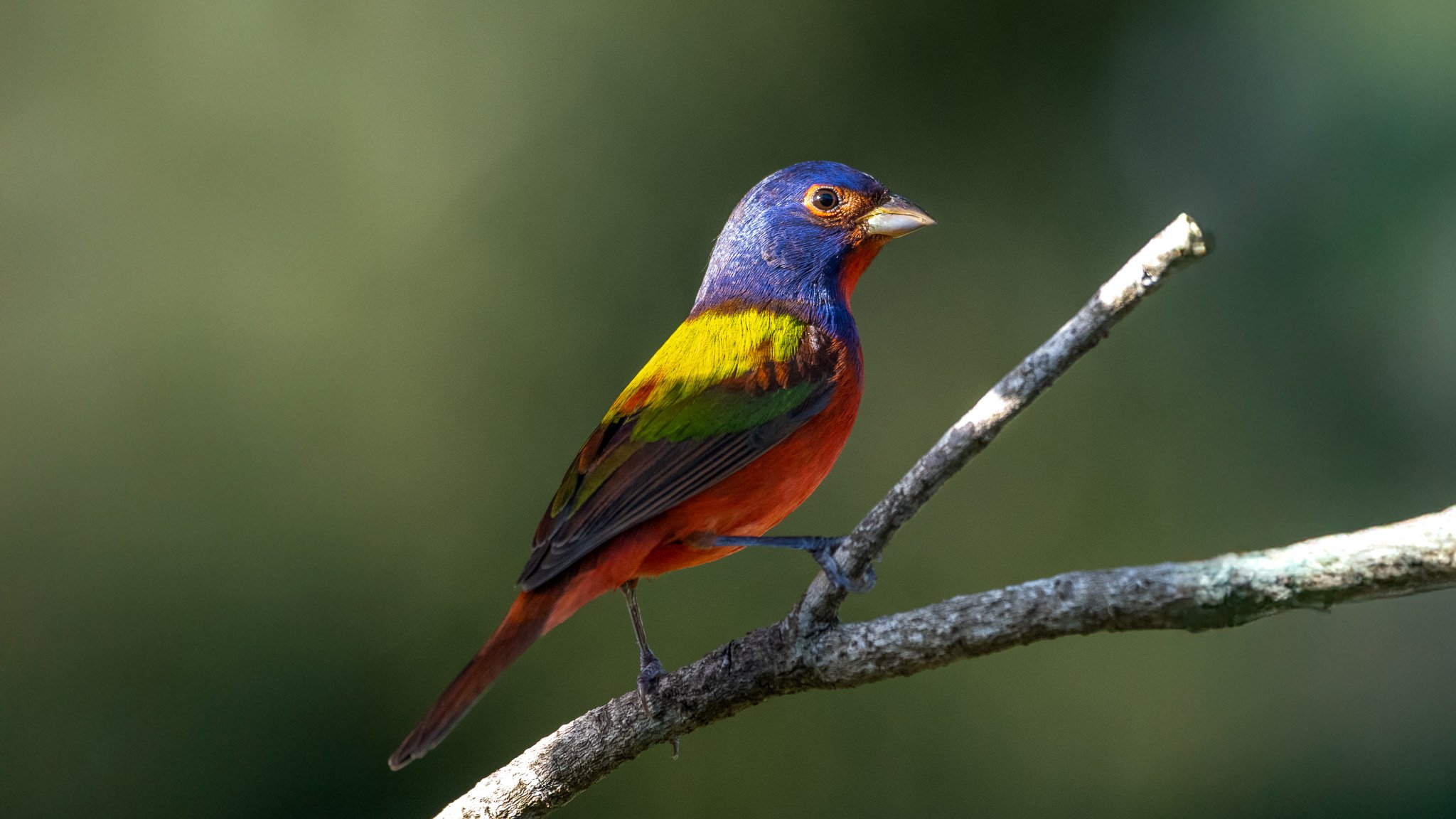 Painted bunting