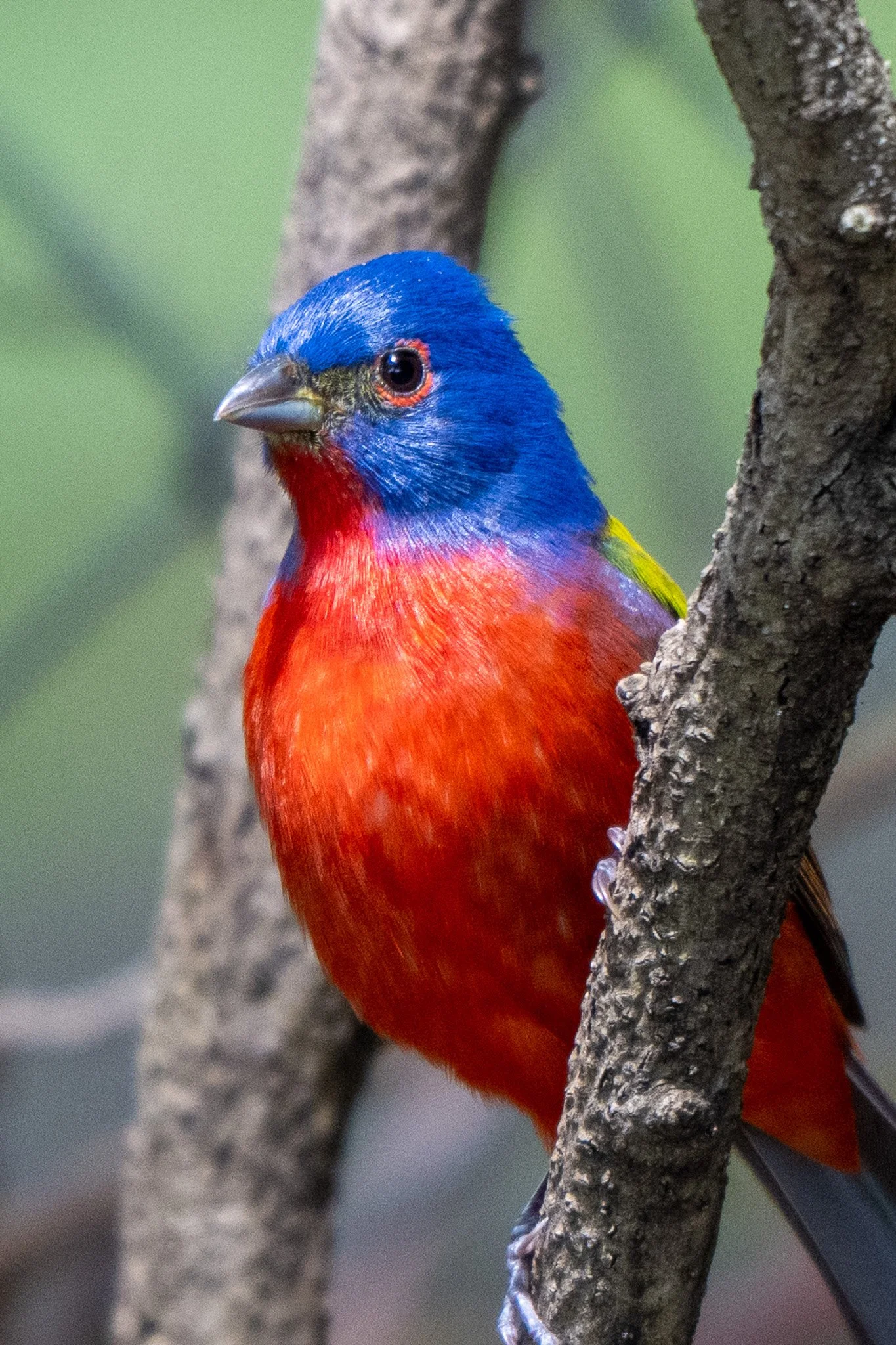Painted bunting