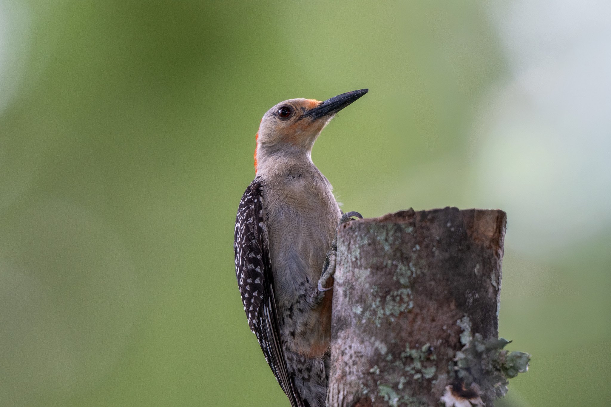 Red-bellied woodpecker