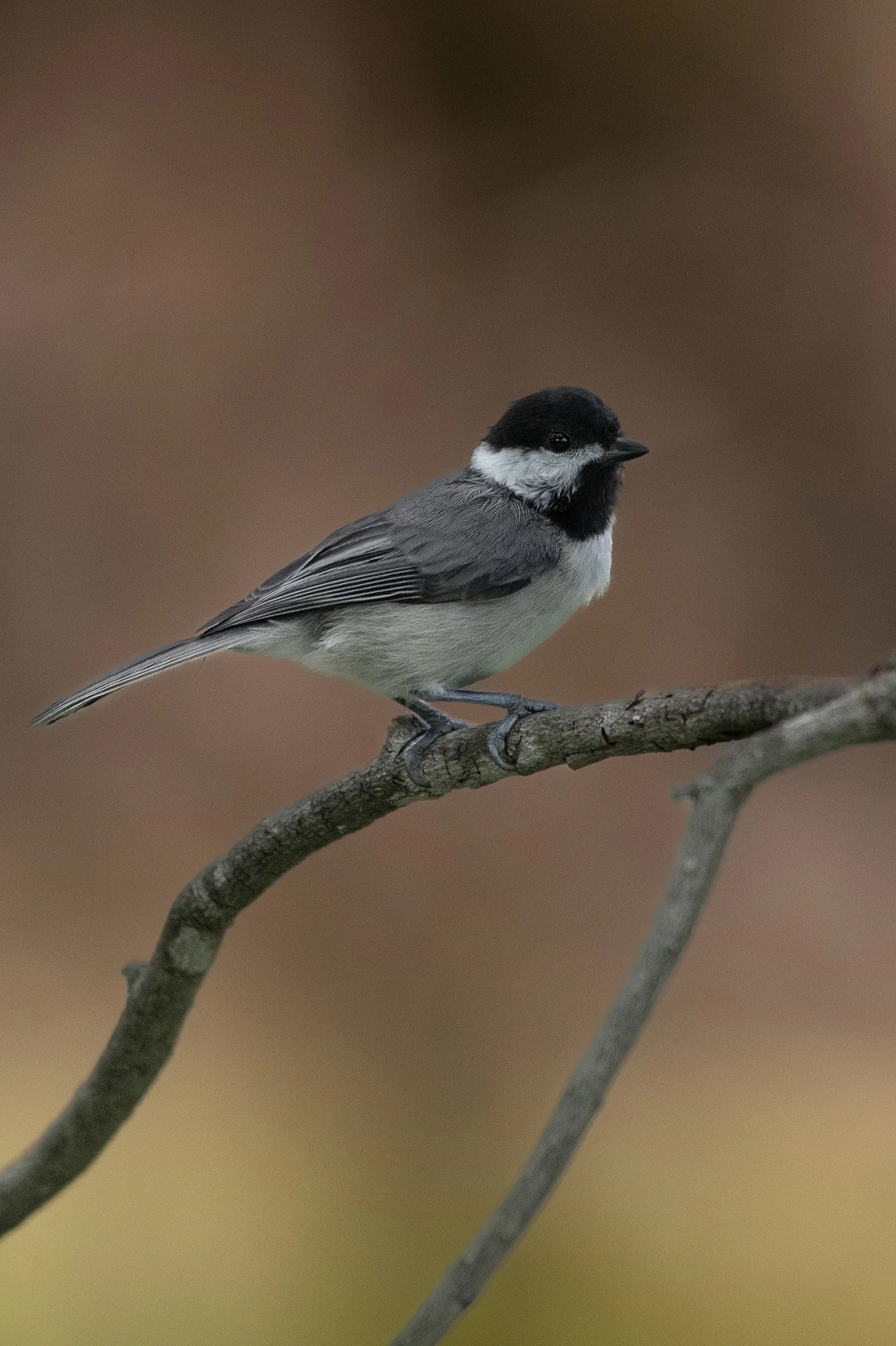 Carolina chicadee
