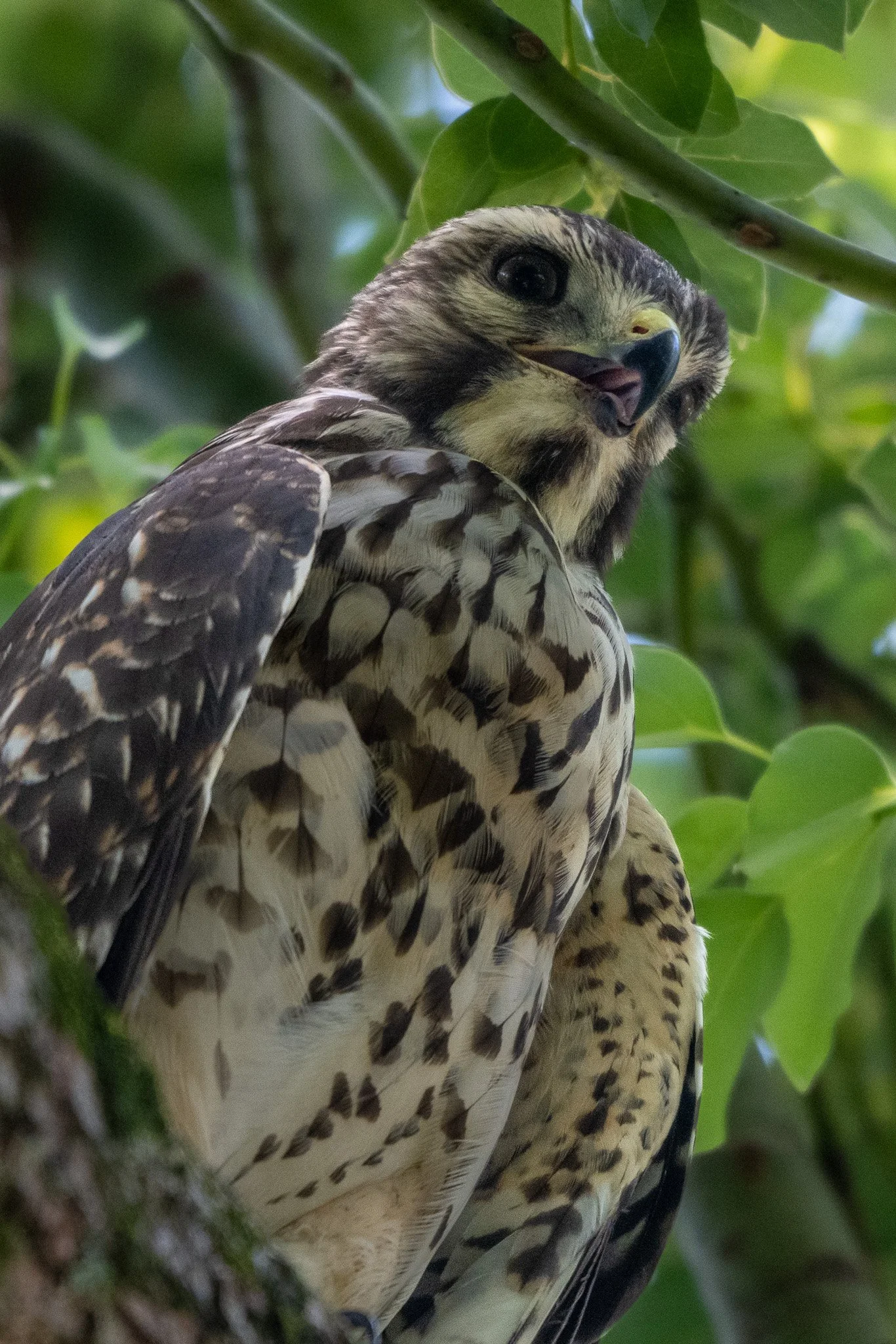 Red-shouldered hawk