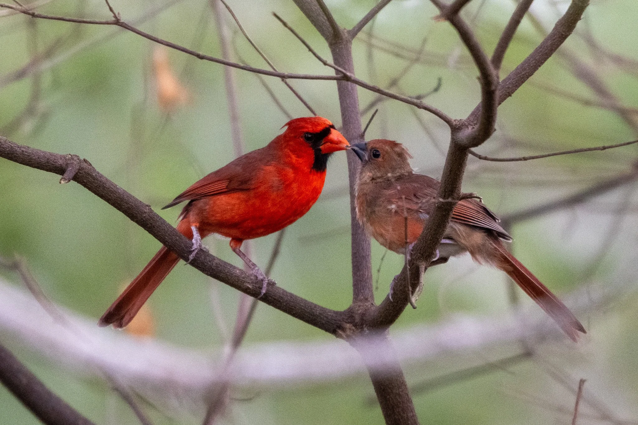 Male northern cardinal feeding juvenile