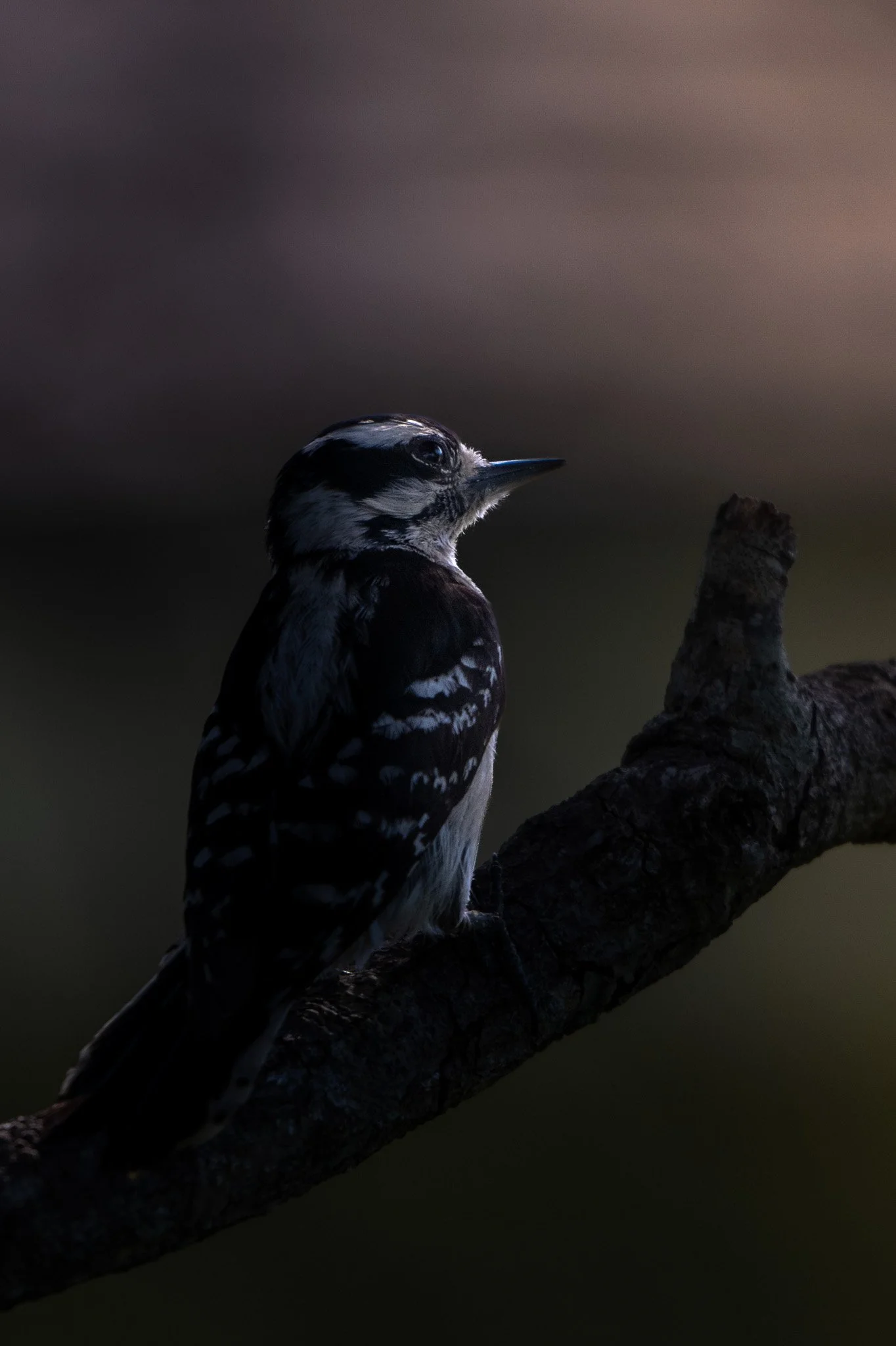 Downy woodpecker
