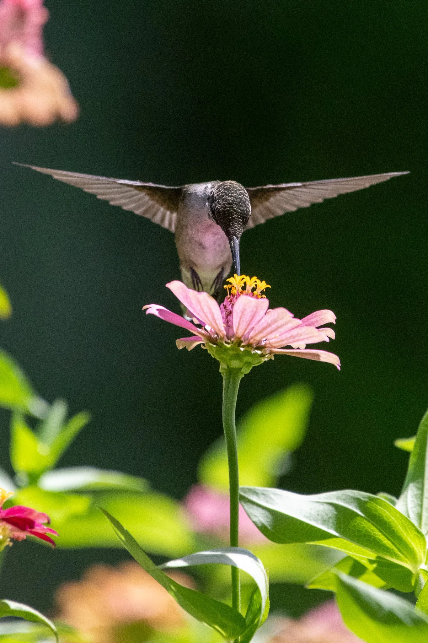 Ruby-throated hummingbird