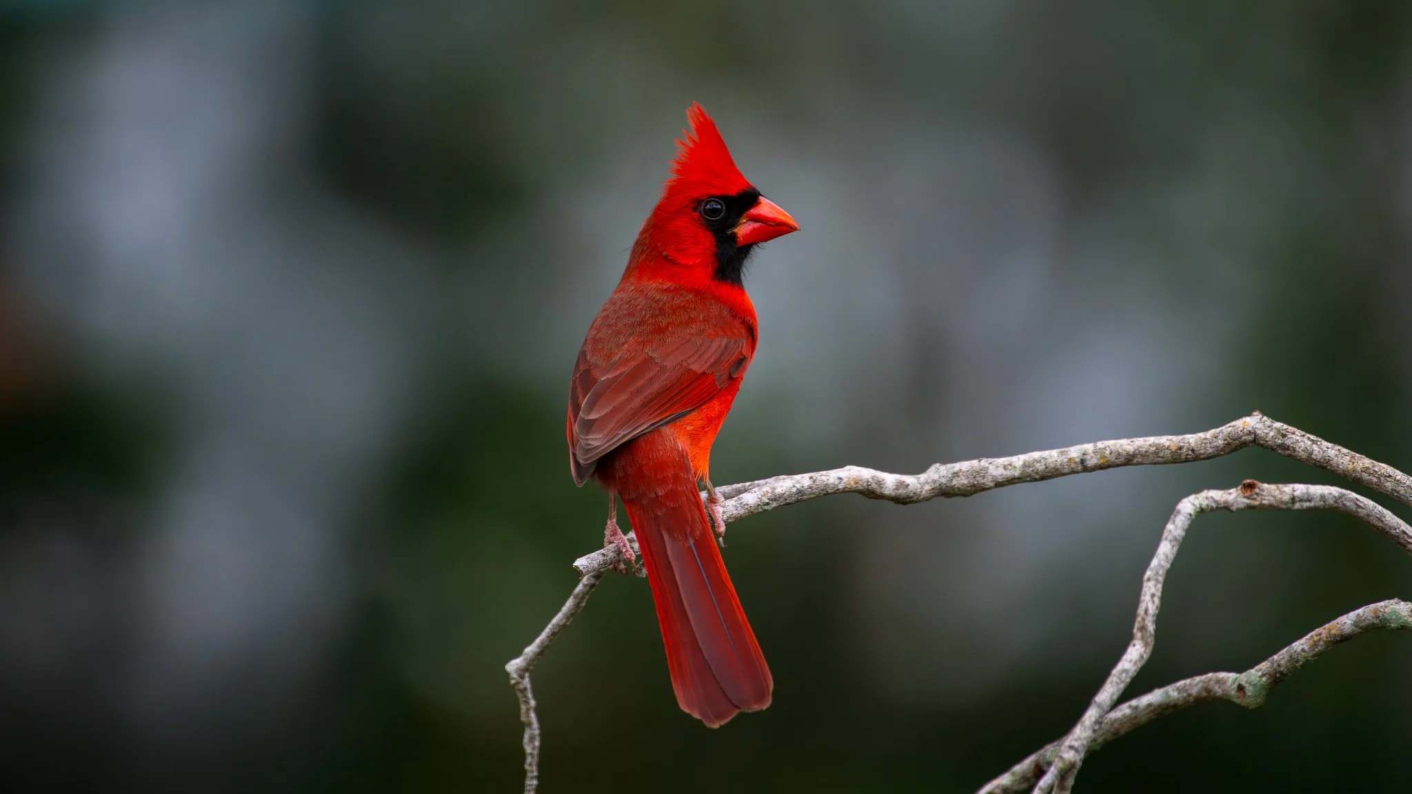 Northern cardinal
