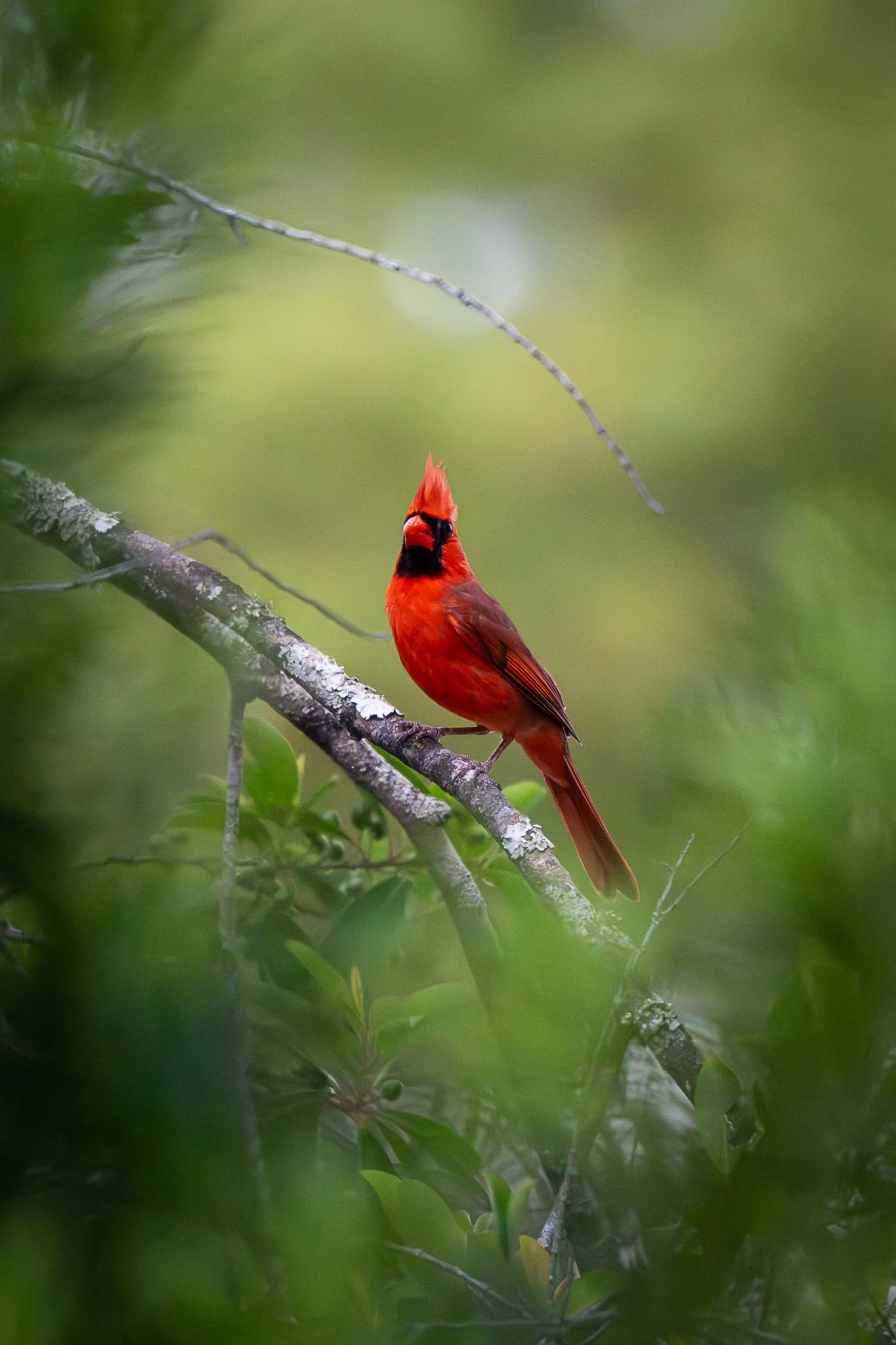 Northern cardinal