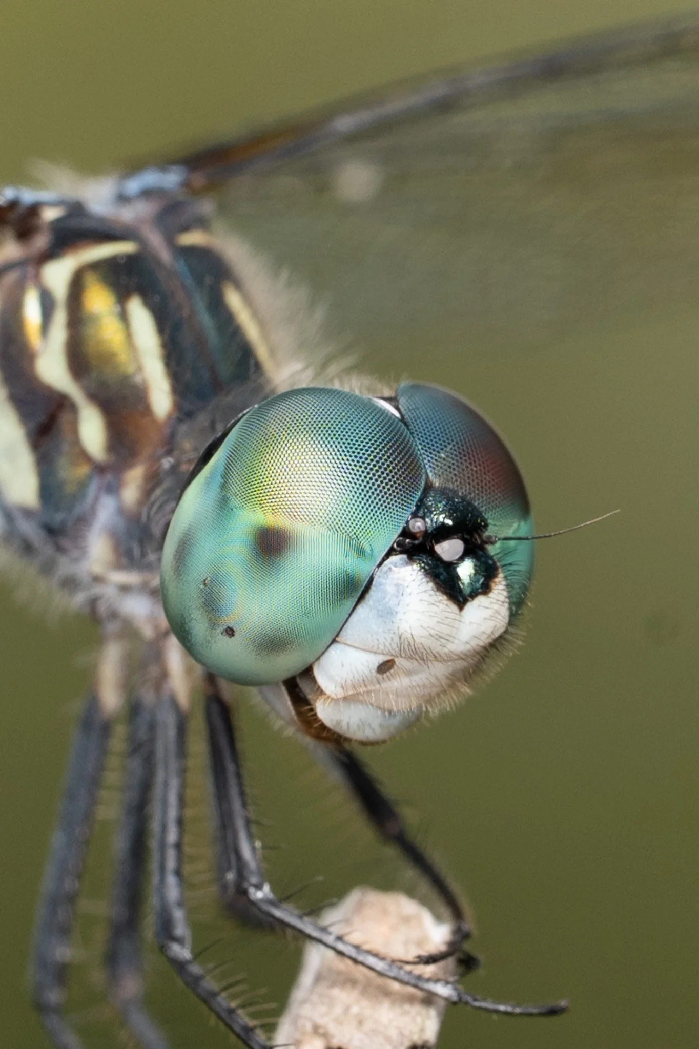 Blue dasher dragonfly